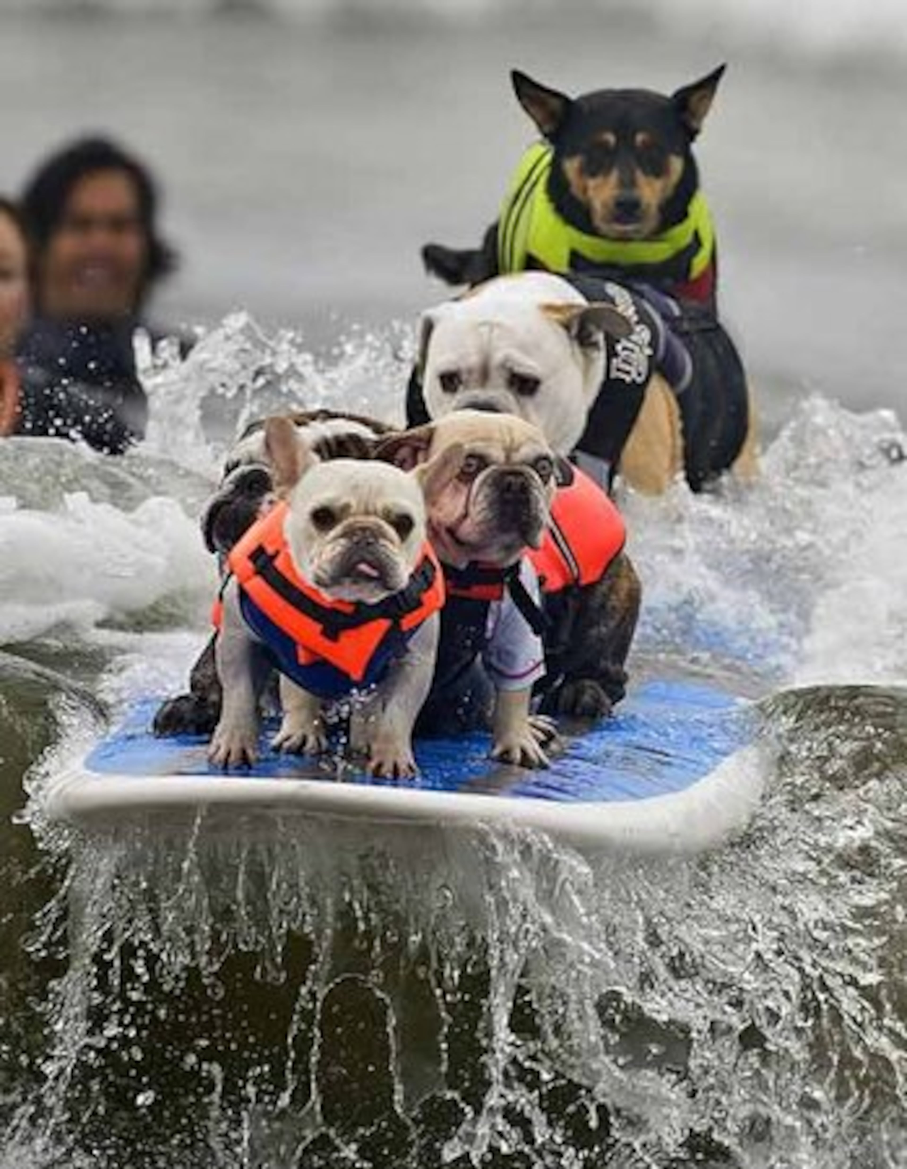 Back to our six surfer dogs going after that world record: Although the courageous Luigi (front) led the pack towards greatness, they literally fell just short. The dogs were not able to stay on for the required ten seconds.