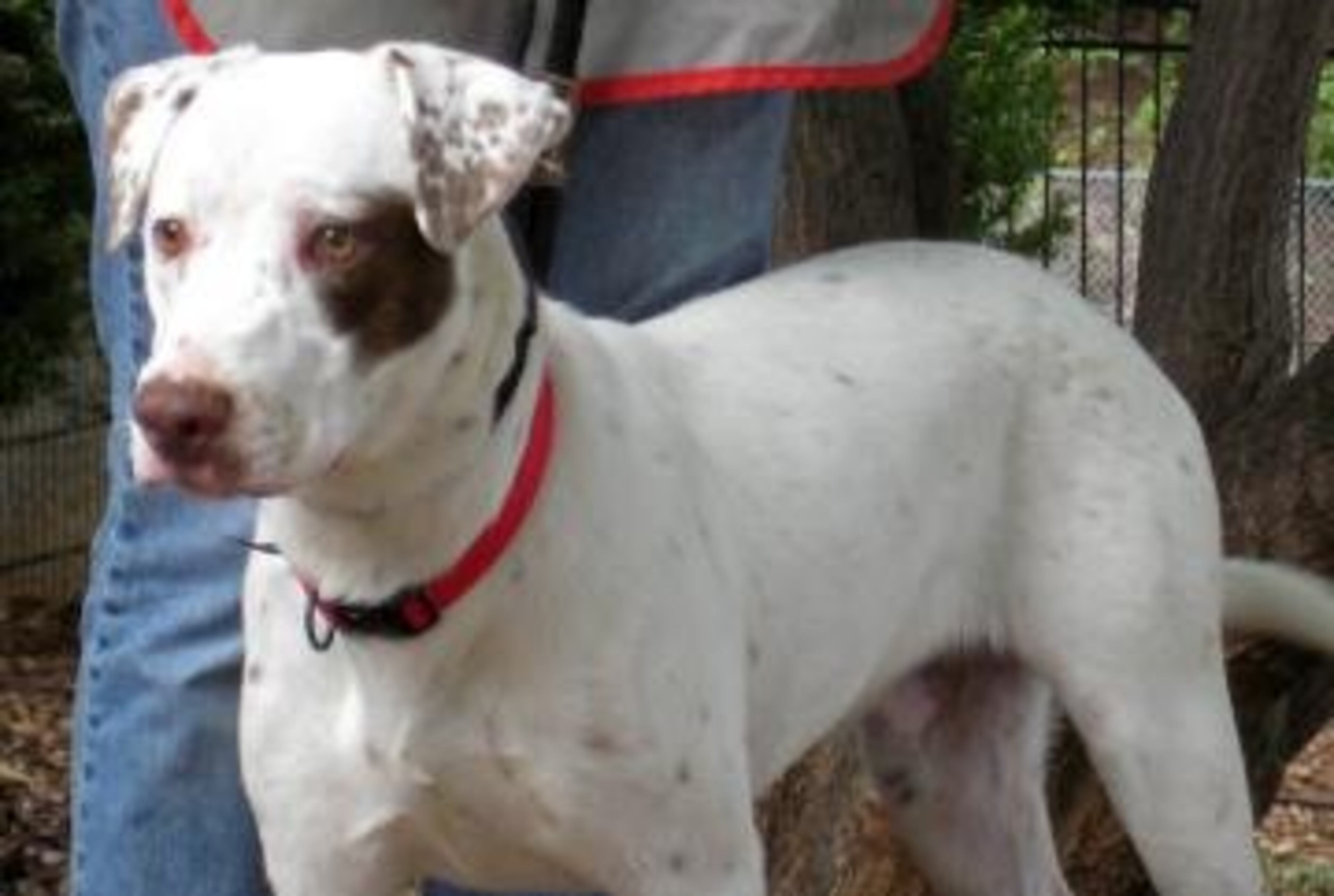 Buddy is a 1 1/2-year-old neutured male Pointer mix. His animal ID is A06124925. He was evacuated from a shelter in Texas during Hurricane Ike and is here with us now trying to find his forever home here in Atlanta. Come and meet Buddy and help him find his one and only!