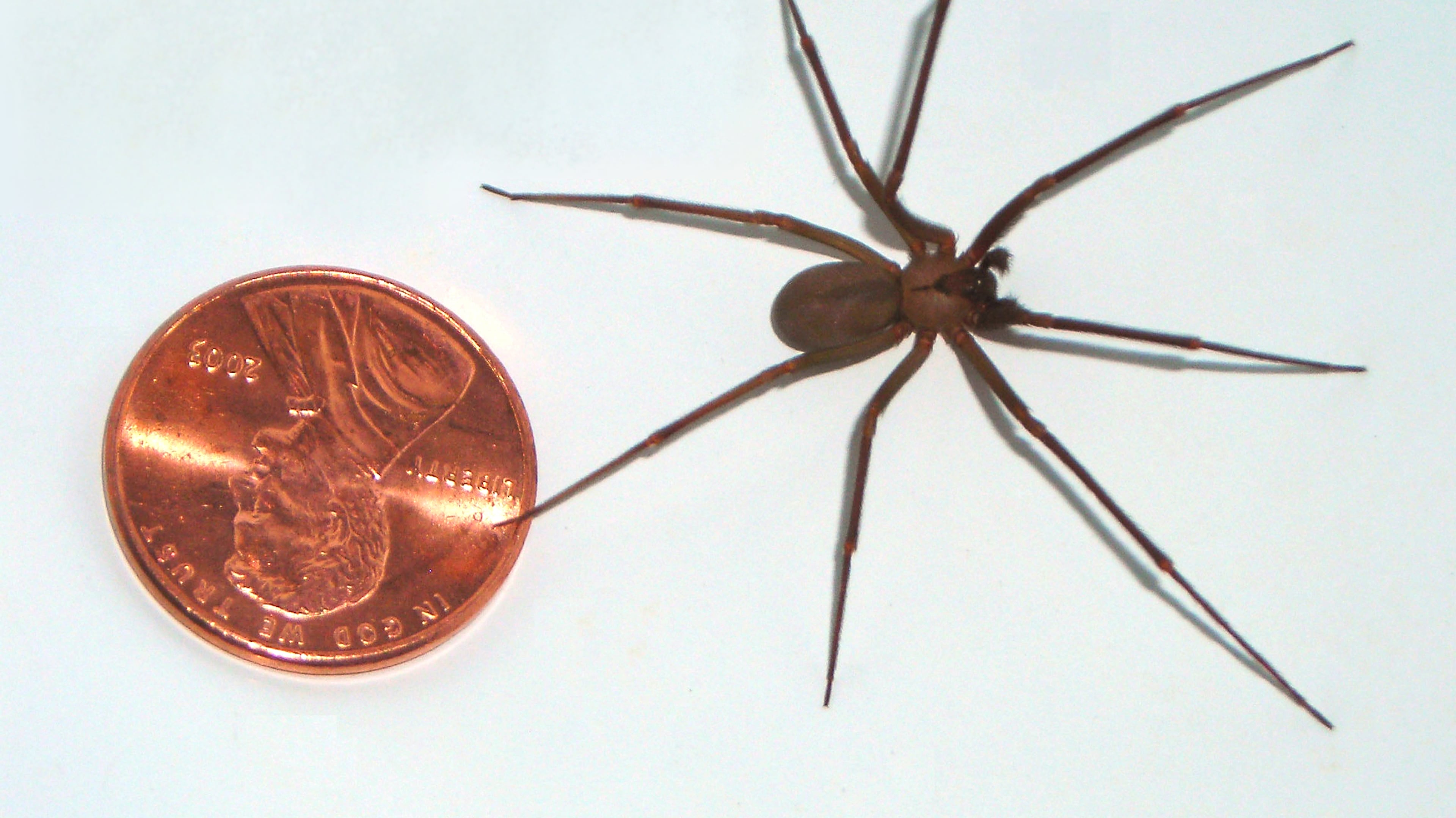 The brown recluse spider in relation to a penny.