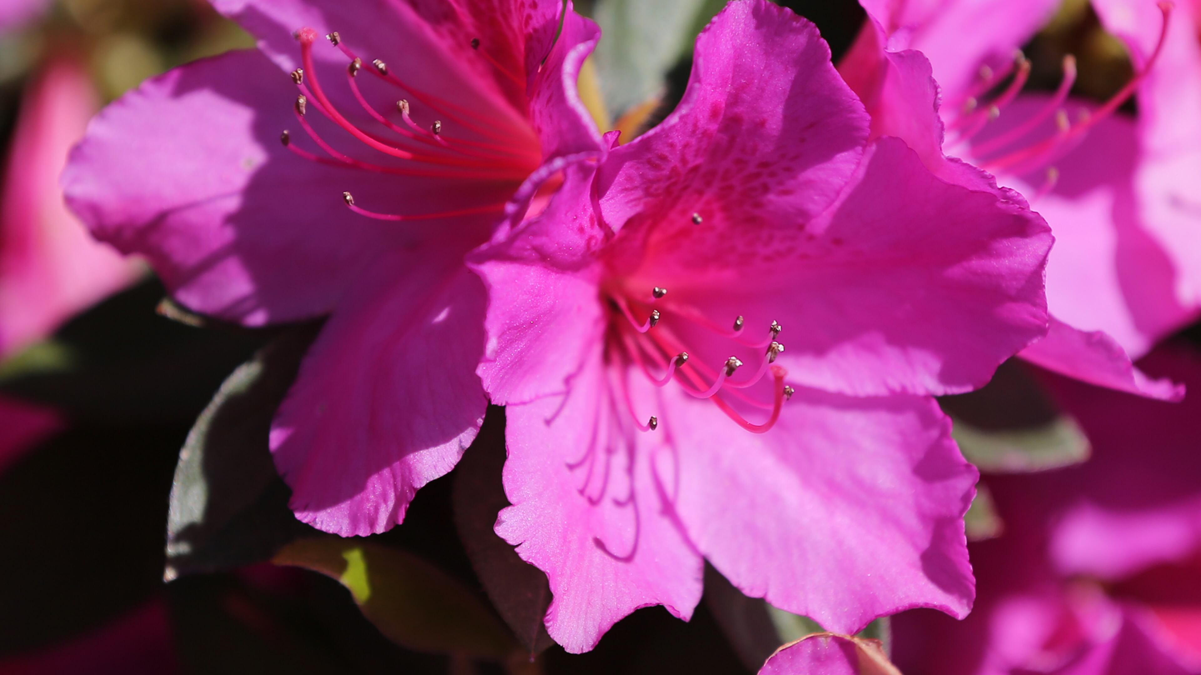 The azaleas are in full bloom by the first fairway for the Masters at Augusta National Golf Club on Sunday, April 1, 2018, in Augusta. Curtis Compton/ccompton@ajc.com