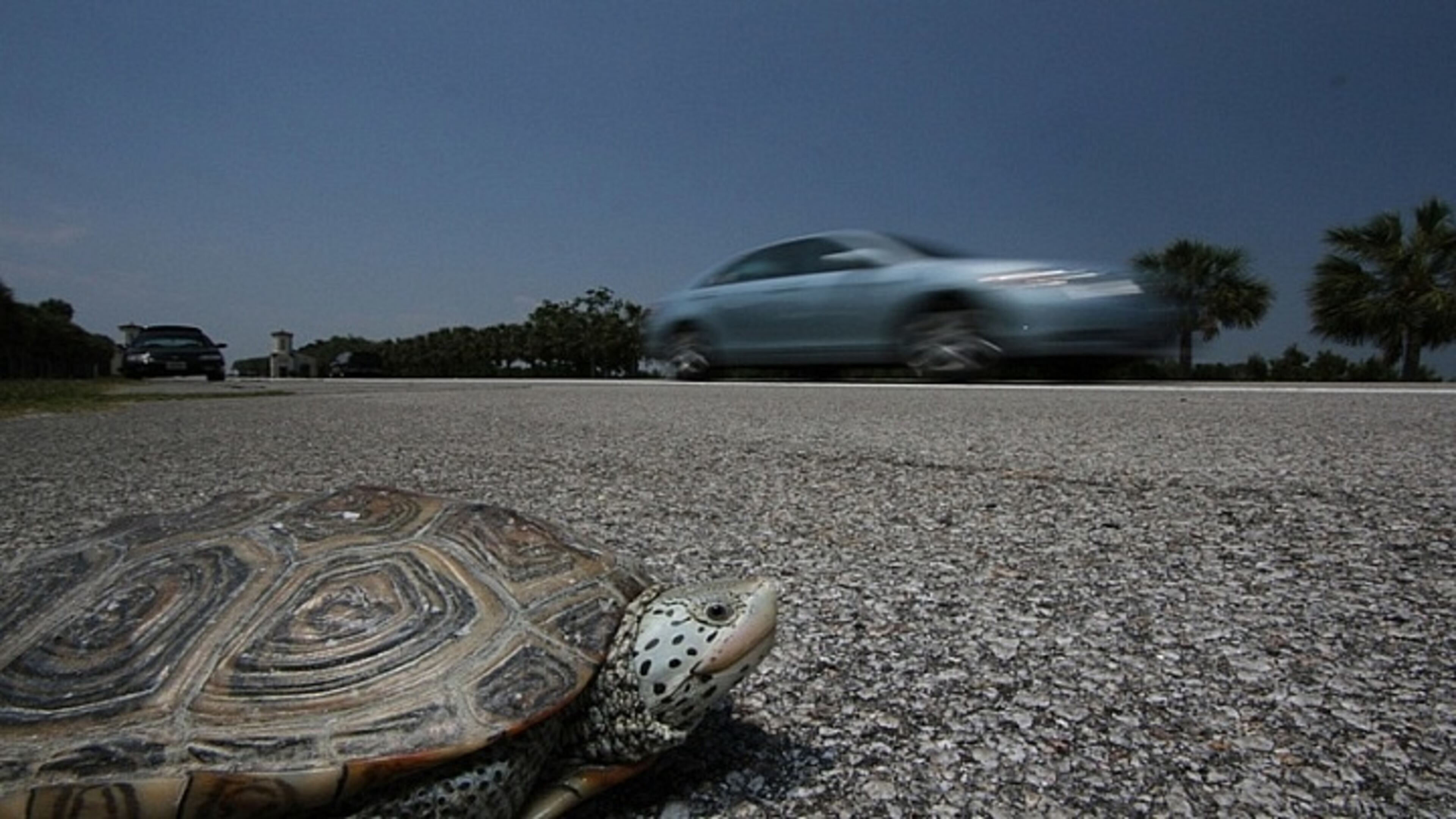 The Georgia Department of Transportation has made it easier for diamondback terrapins to cross Torras Causeway on St. Simons Island.