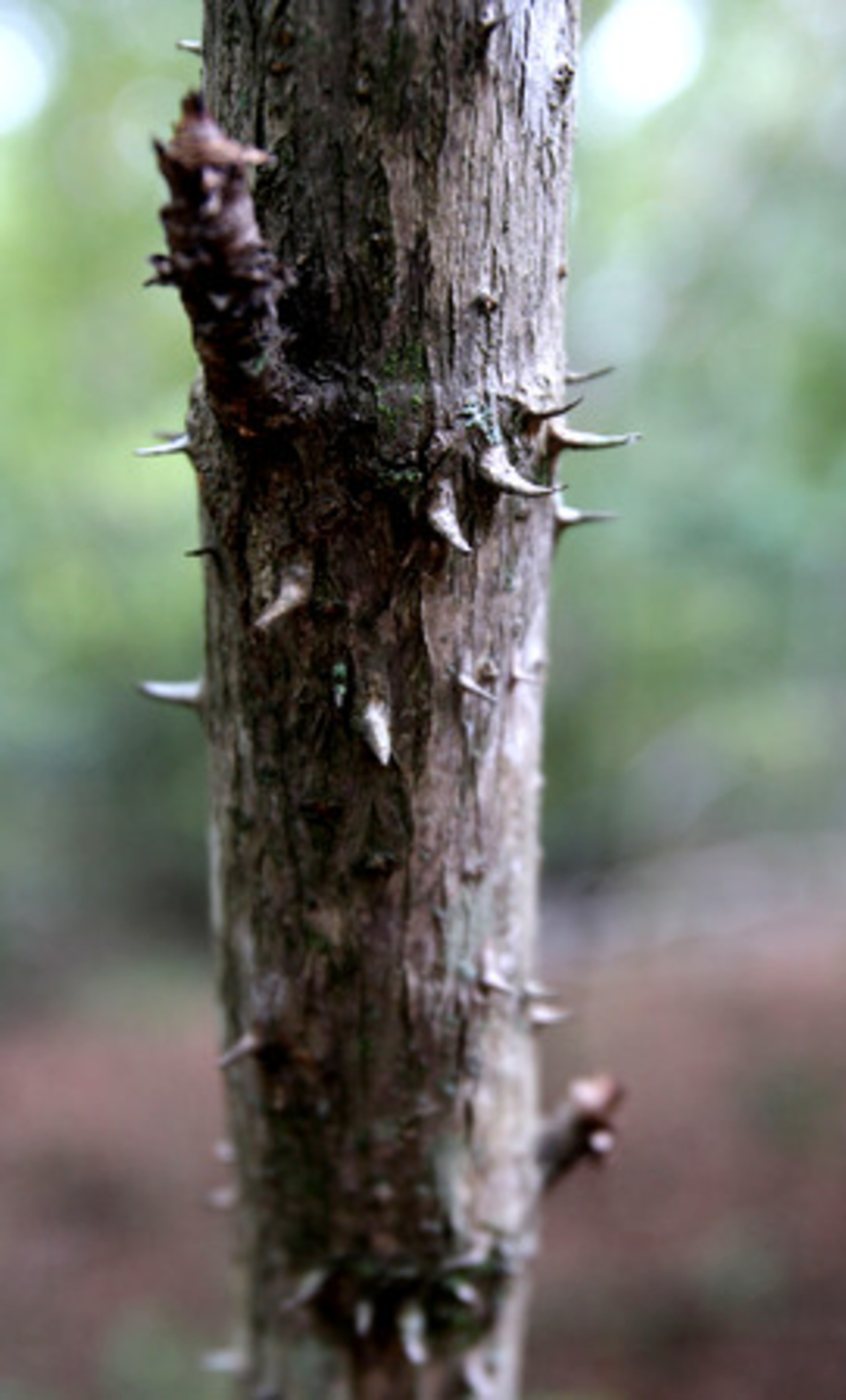 The devil's walking stick tree covered with thorns. The arboretum provides teaching and research opportunities to students and researchers in dendrology, ecology, silviculture and forest biology.