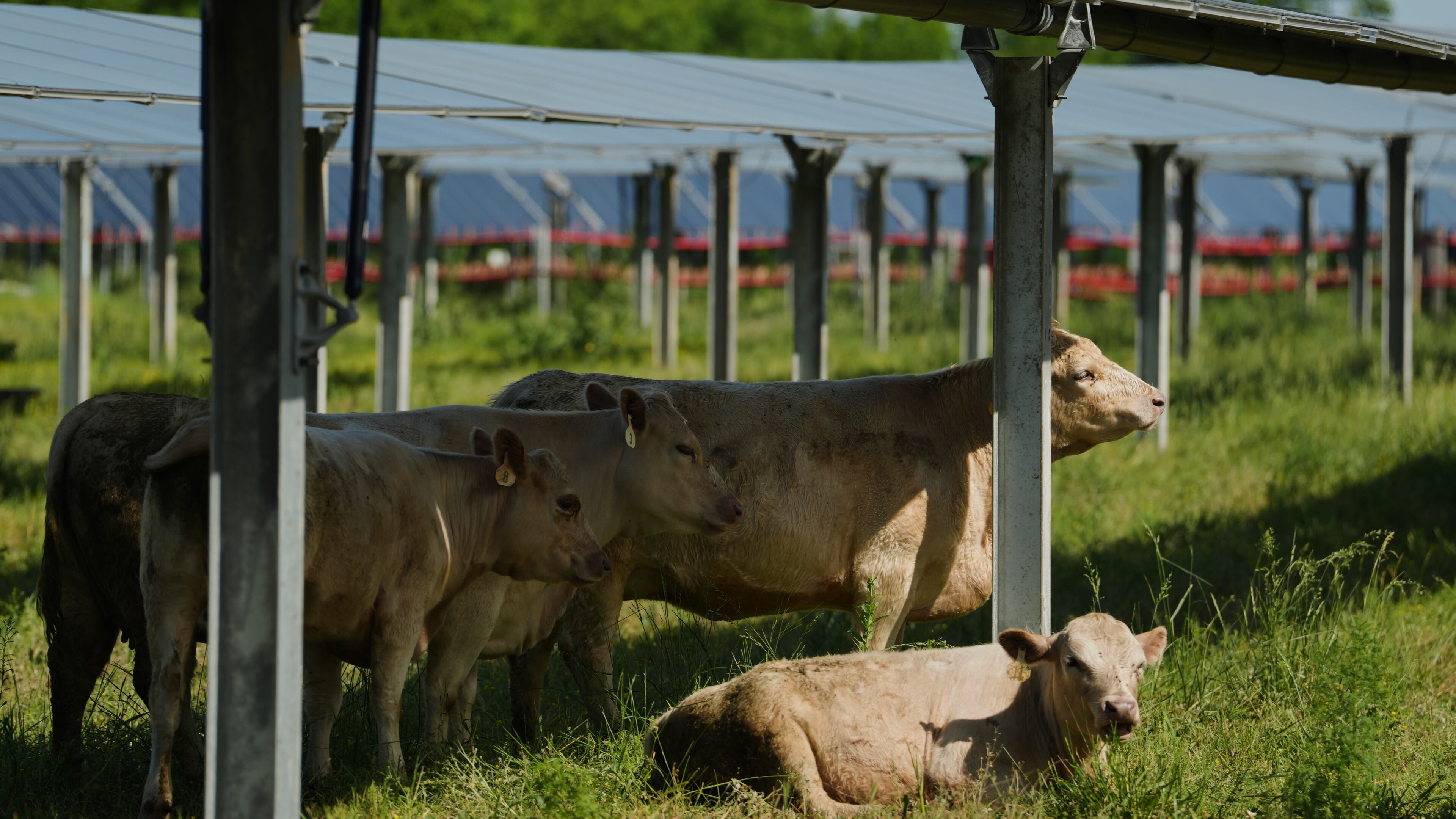 A cow, back right, scratches on a support beam of a solar panel Tuesday, April 28, 2026, at a farm in Christiana, Tenn. (AP Photo/Joshua A. Bickel)