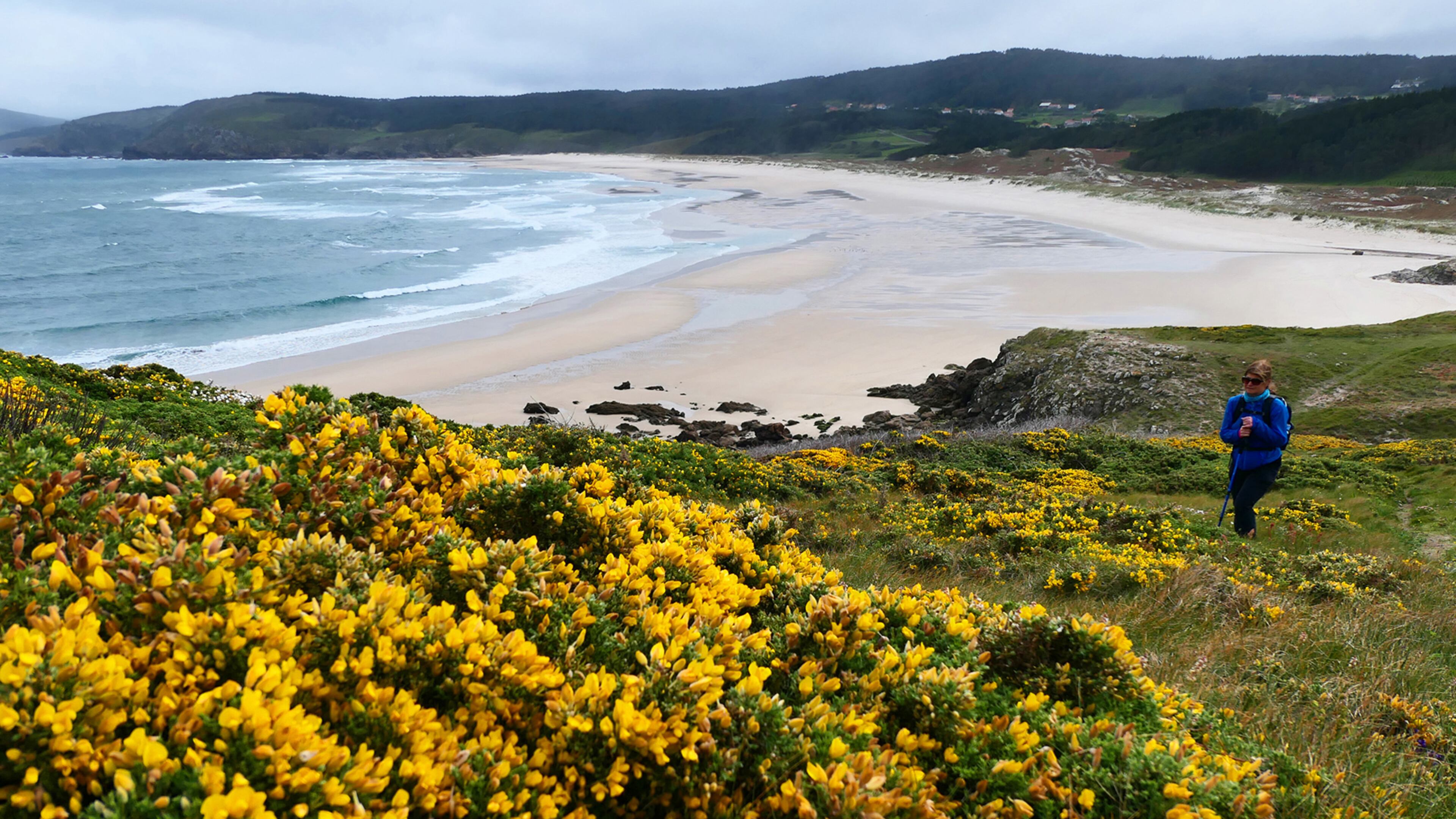 The hiking trail runs along deserted beaches and hillsides covered with brilliant yellow gorse flowers. (Doug Hansen/San Diego Union-Tribune/TNS)