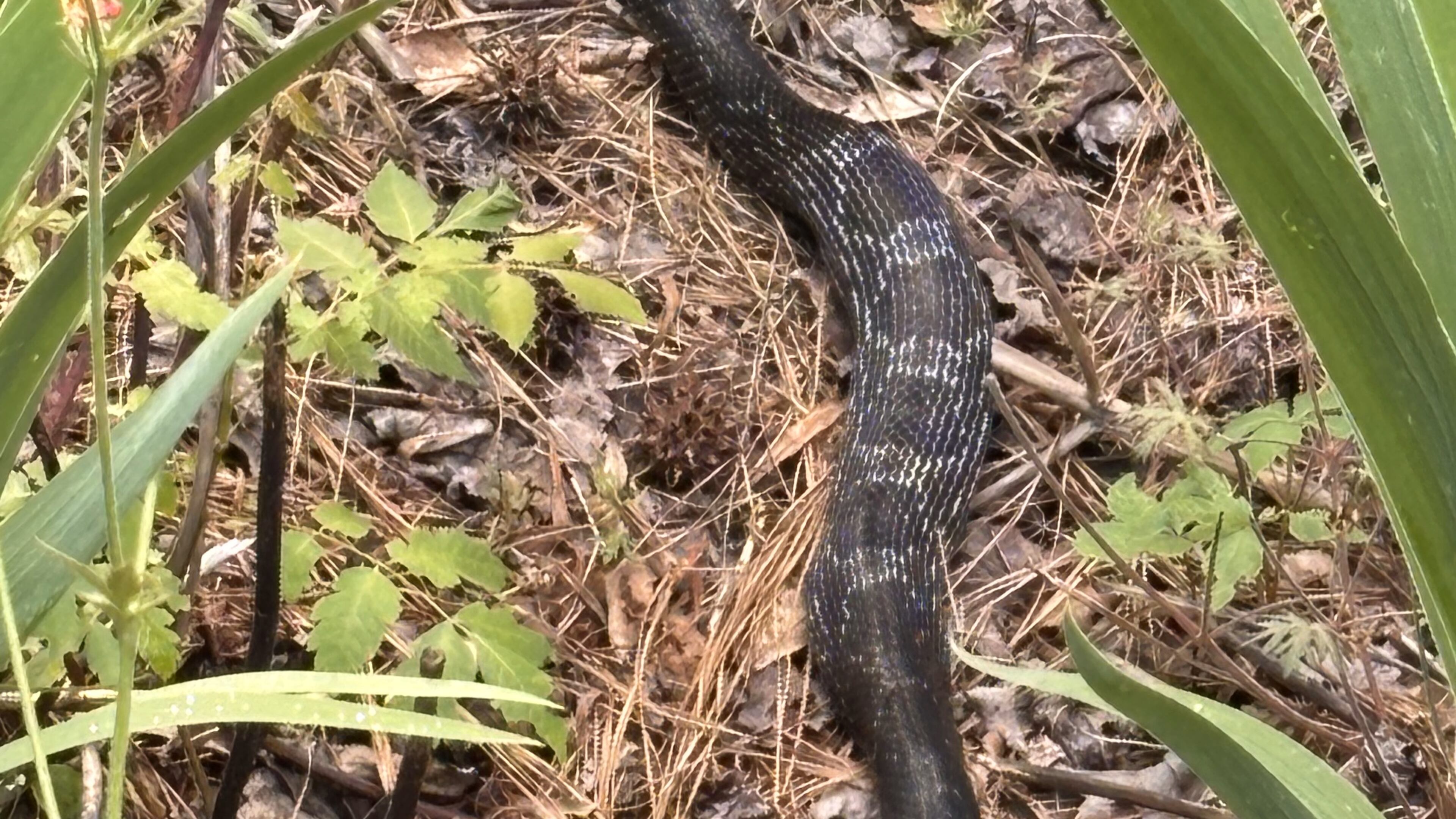 This gray rat snake is doing his part to remove chipmunks from a flower garden. The chipmunks were digging holes that dried out the flower roots. (Courtesy of Robert Reeves)