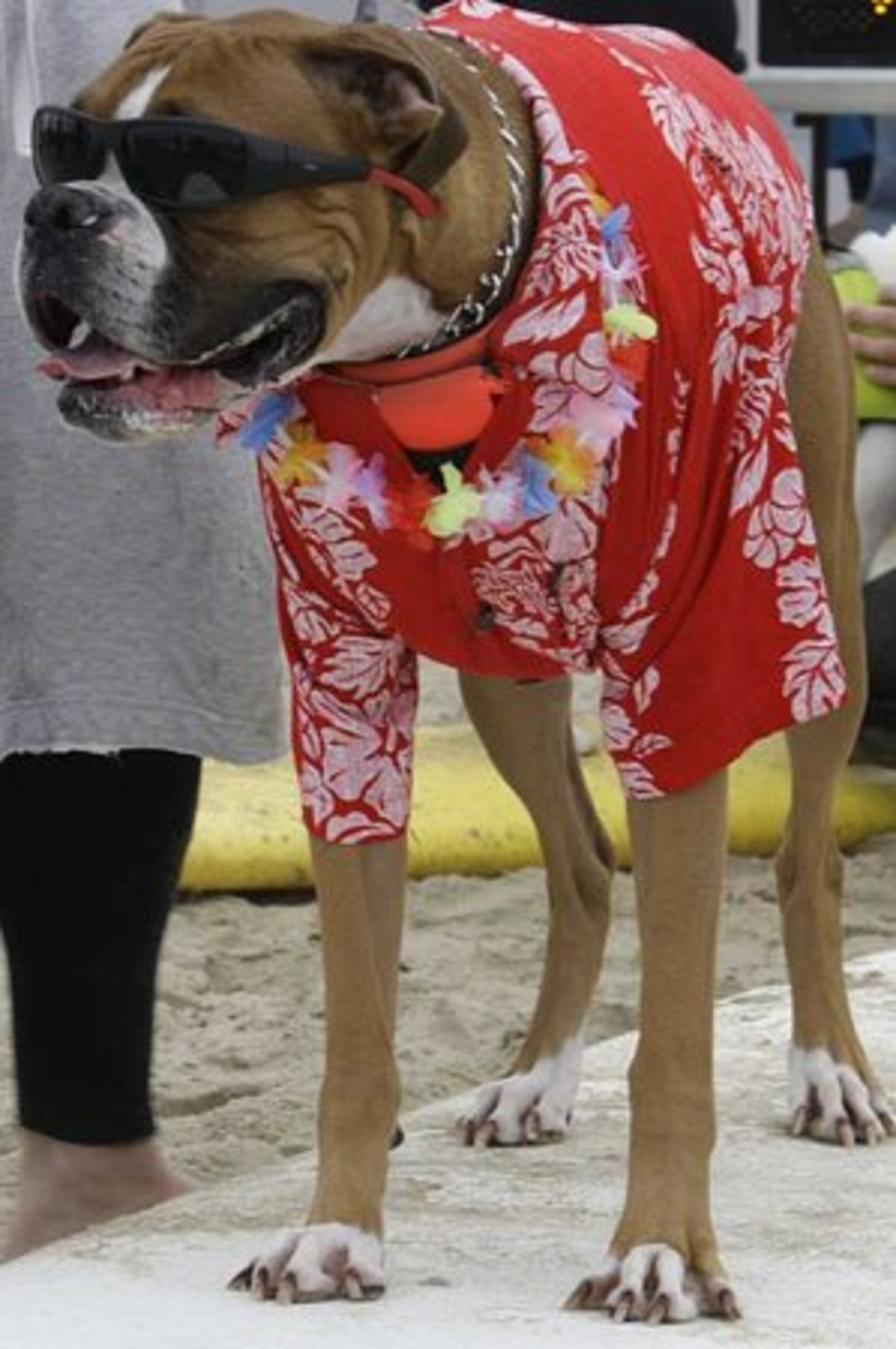 Alha attire was in fashion at the Surf City Surf Dog Weekend and this clotheshound's "hang loose" look was spot-on.