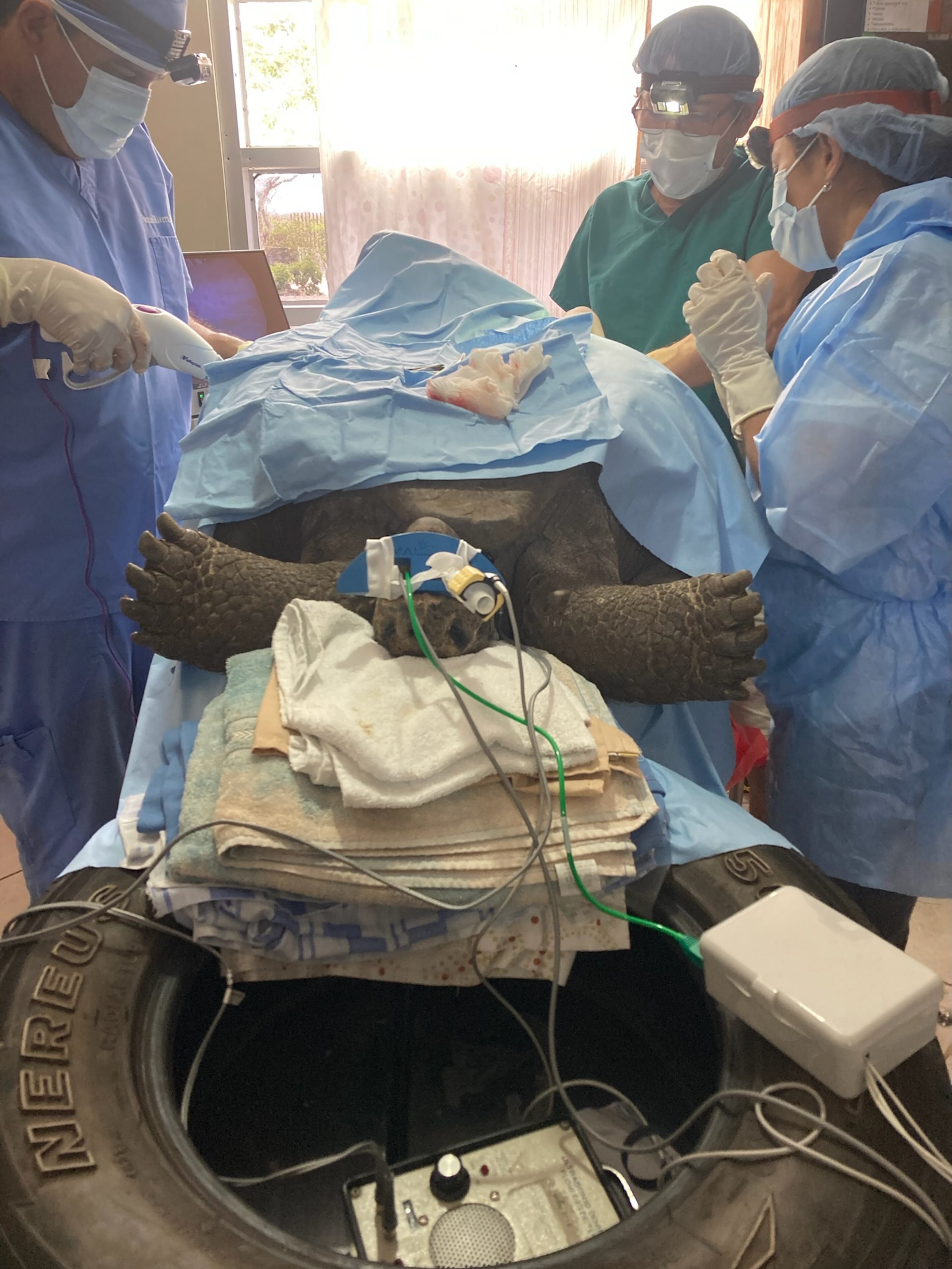 A Galapagos giant tortoise undergoes sterilization surgery.
(Courtesy/Dr. Stephen Divers)