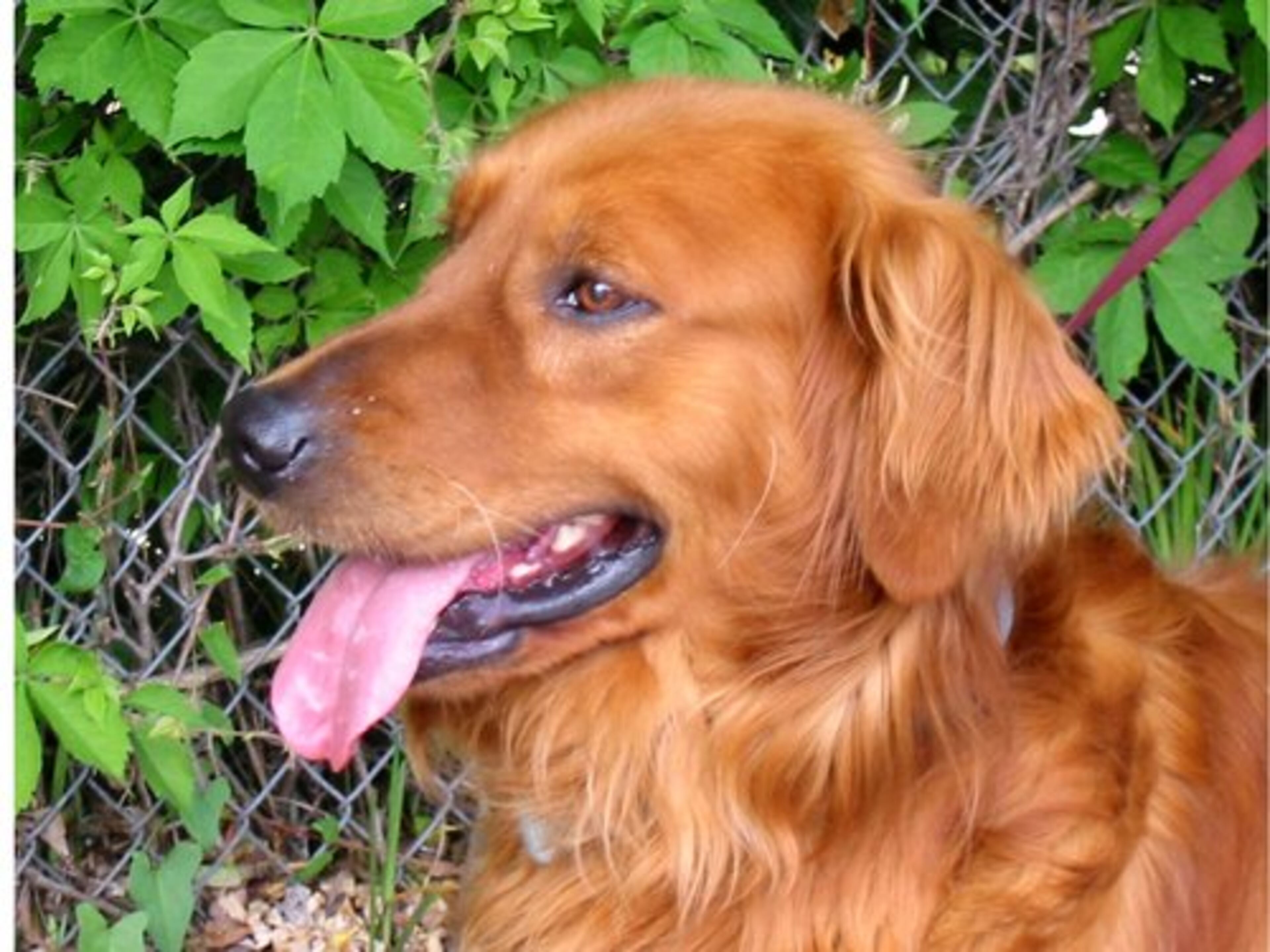 Hi. I'm Ziggy! I was recently rescued by the kind people at Golden Retriever Rescue of Atlanta. Soon I'll be ready for a forever home. If my pretty looks have totally captivated you and you are interested in adopting me, please contact GRRA. (www.grra.com/AvailSoonDogs.htm)