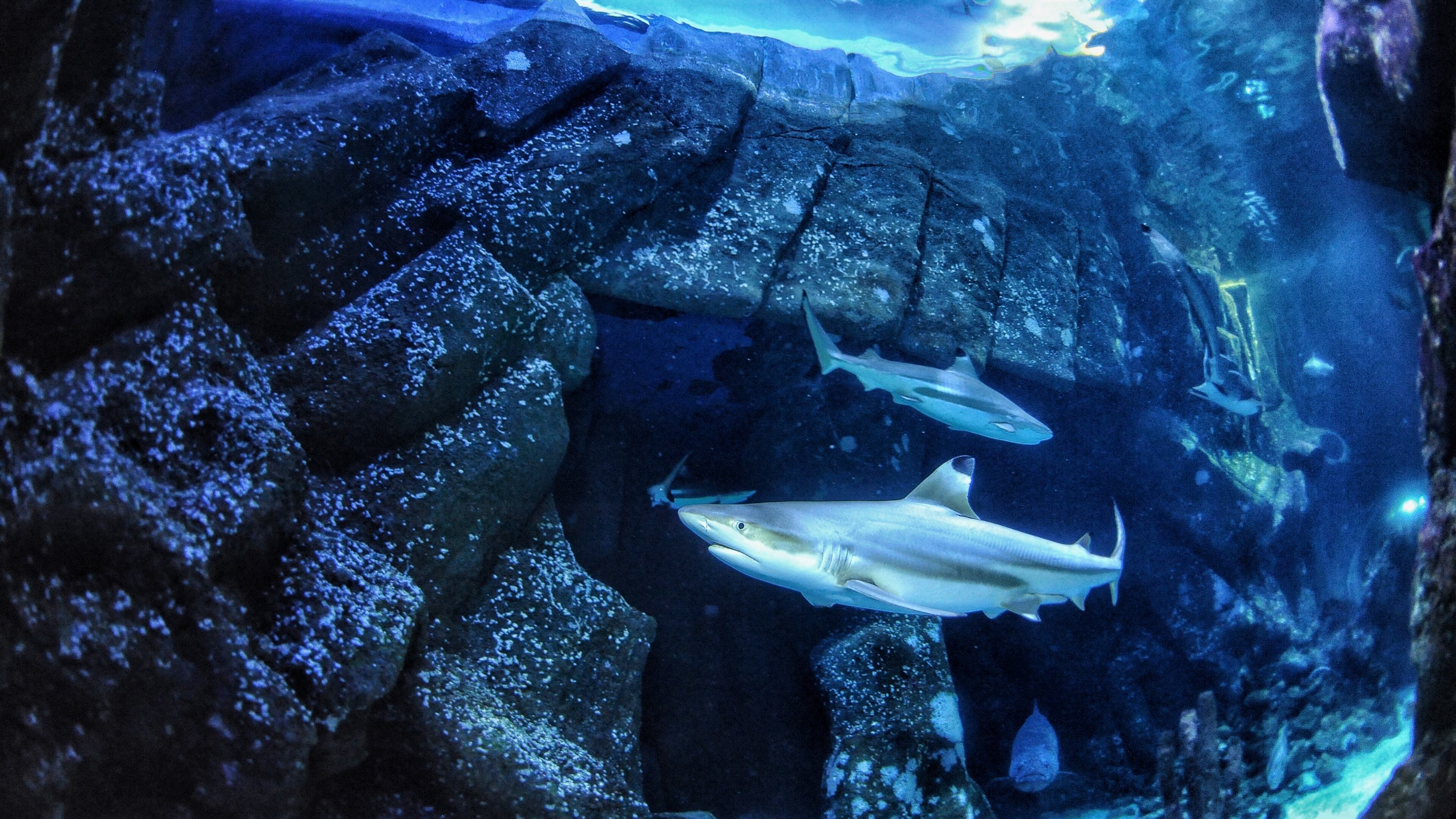 In this undated handout photo provided by Heinrich Heine University Duesseldorf in January 2026, a blacktip reef shark swims at Sealife Oberhausen in Oberhausen, Germany. (Maximilian Baum/Heinrich Heine University Duesseldorf via AP)