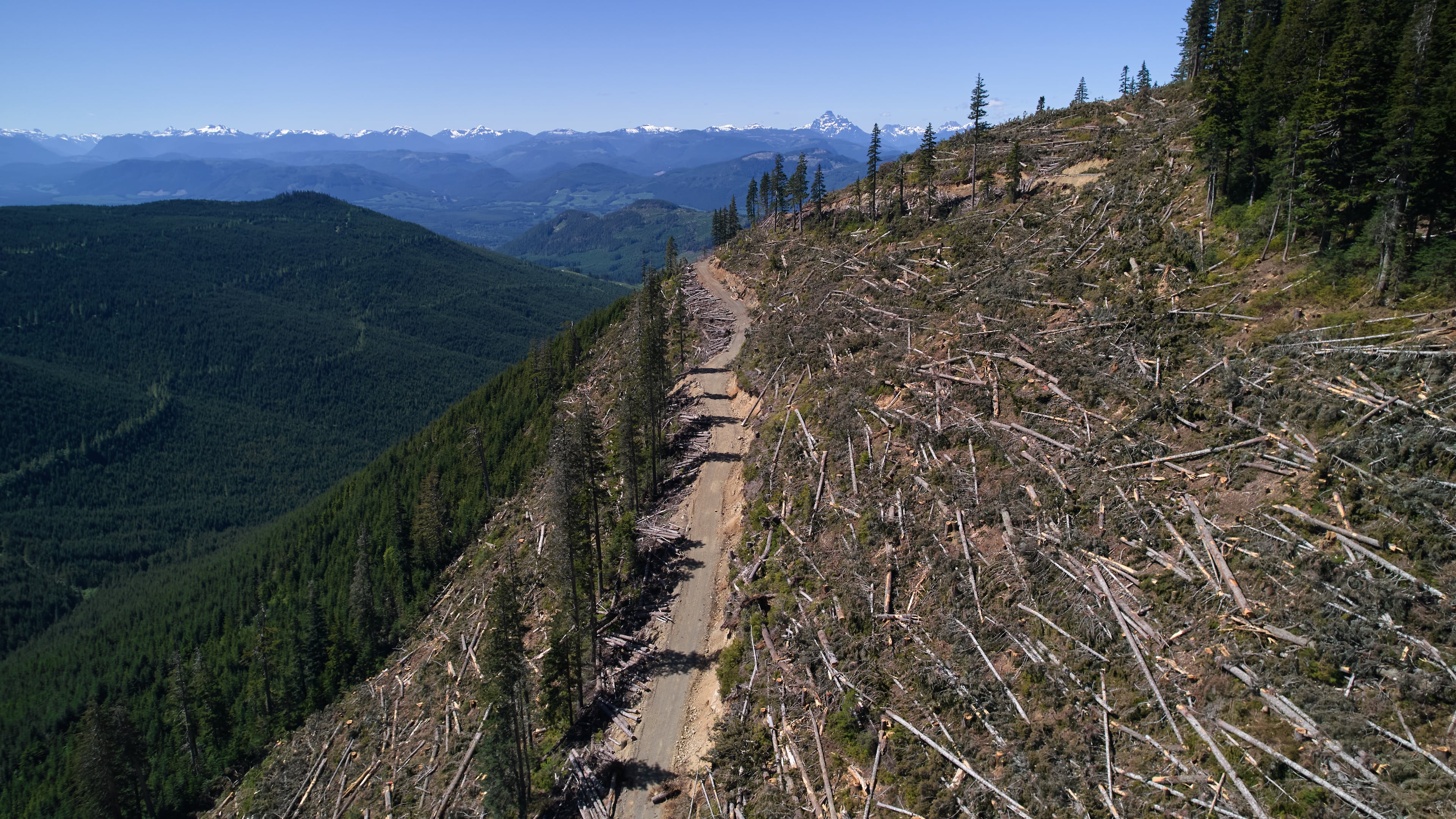 Logged trees lie in a section of the Prince of Wales Range near Campbell River, British Columbia, Sunday, May 31, 2026. (AP Photo/Annika Hammerschlag)