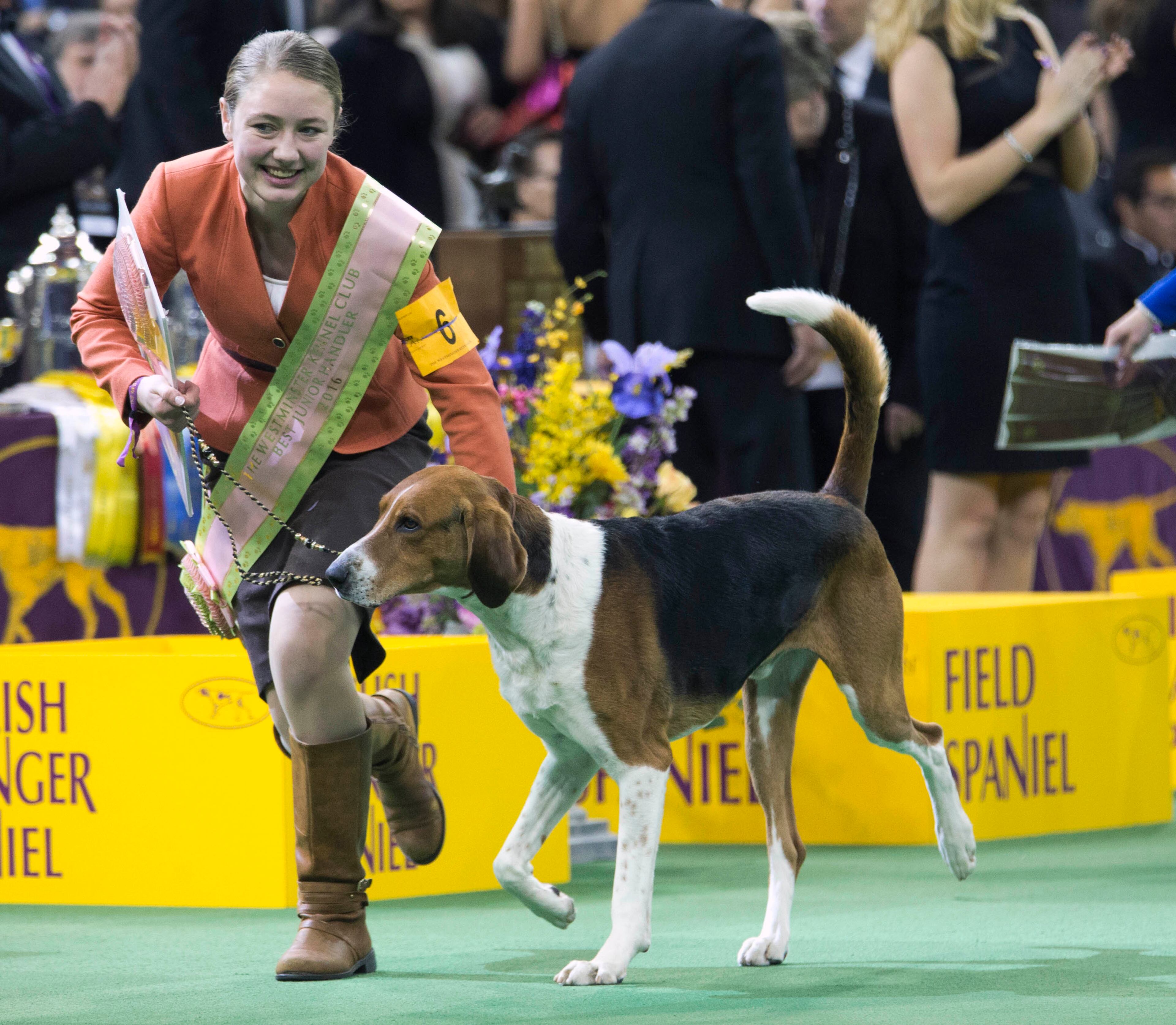 Sophia Rogers, of Bordentown N.J., leaves the ring with her American fox hound after winning the Junior Showmanship competition at the 140th Westminster Kennel Club dog show, Tuesday, Feb. 16, 2016, at Madison Square Garden in New York. (AP Photo/Mary Altaffer)