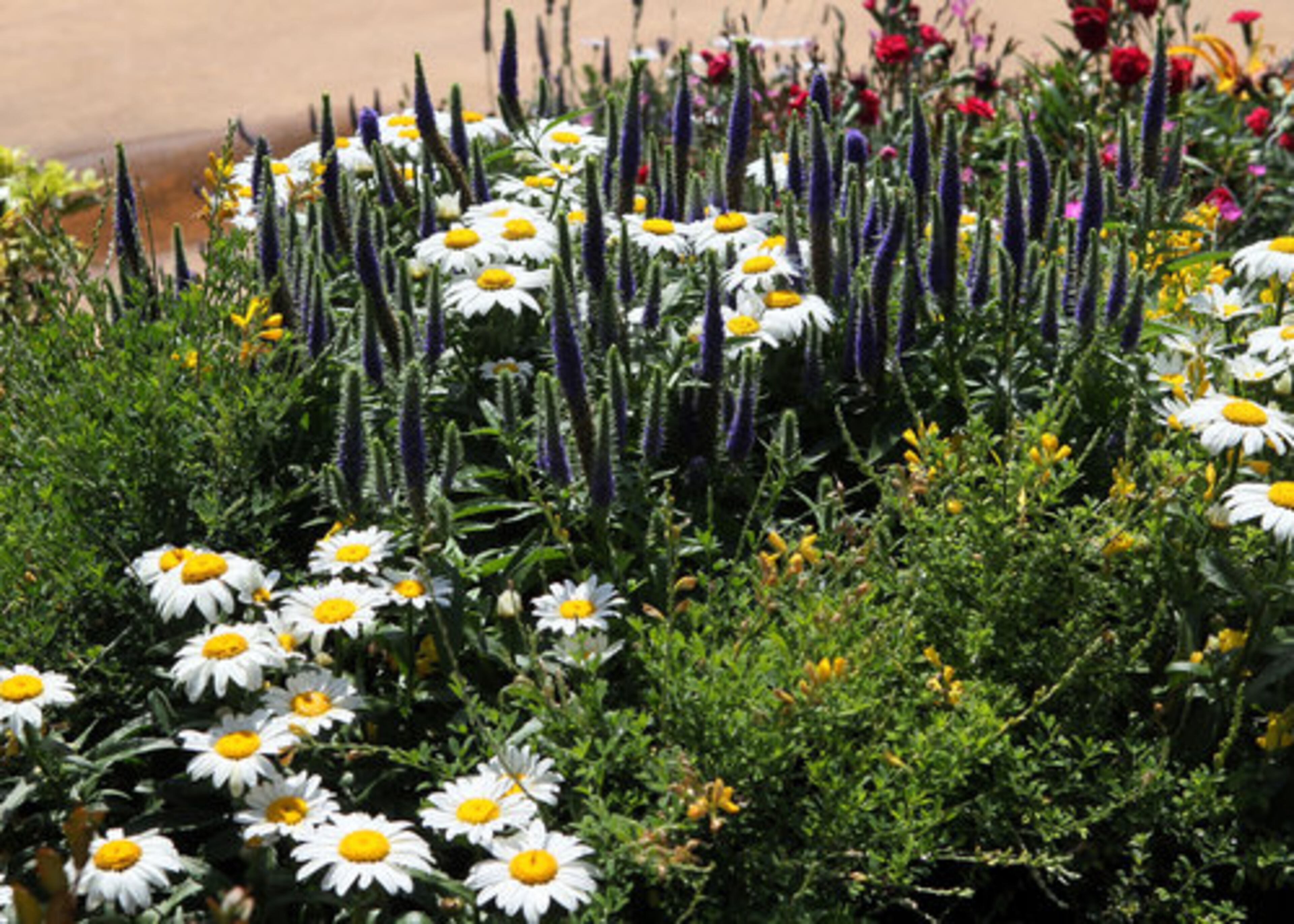 Scott Hostetler, whose garden has several large-cut flower gardens, is a partner in HZS, an international landscape architecture design firm whose work includes hotel resorts and high-end residential development.