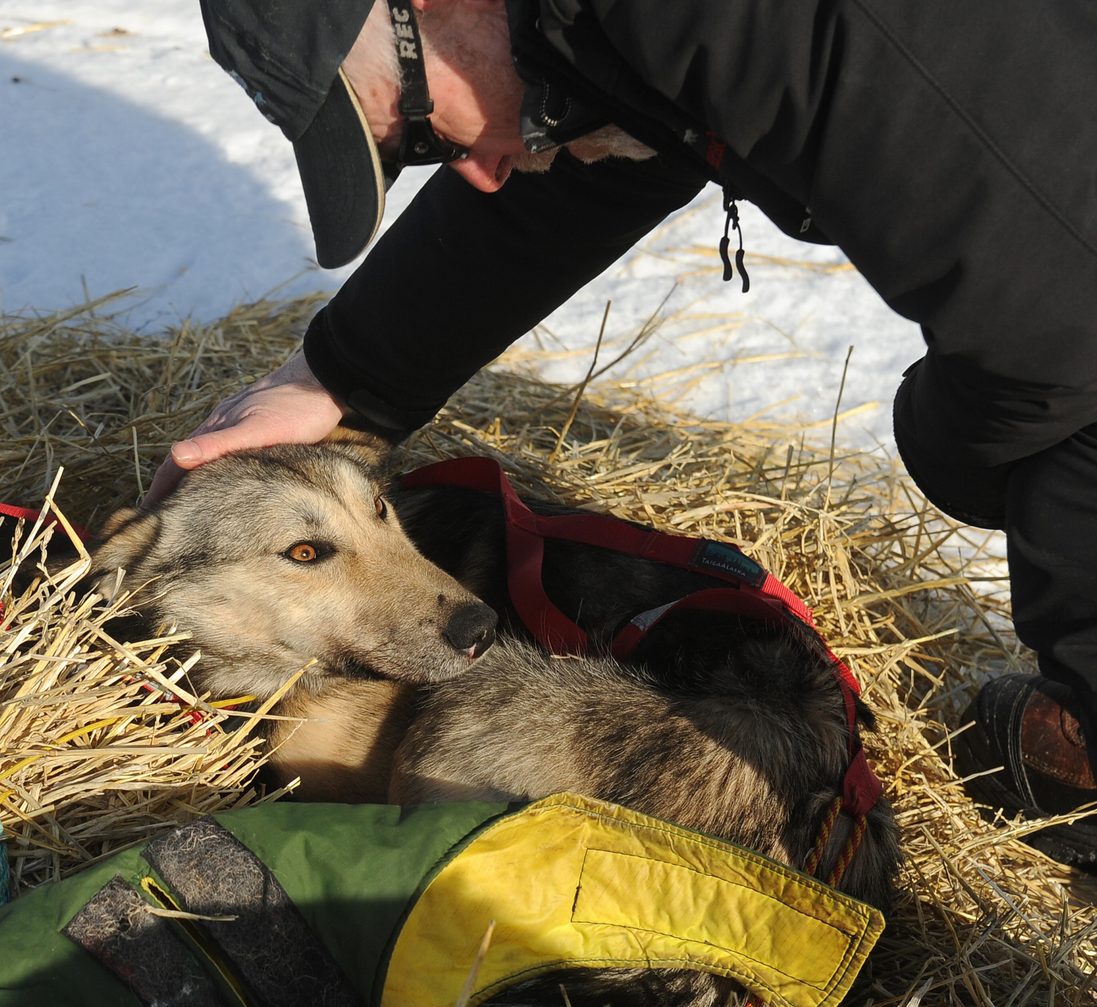 Iditarod musher Jeff King, from Denali, Alaska, puts booties on his dog�s feet on the frozen Fish River as he prepares to leave in first place from the White Mountain checkpoint during the 2014 Iditarod Trail Sled Dog Race on Monday, March 10, 2014. (AP Photo/The Anchorage Daily News, Bob Hallinen)