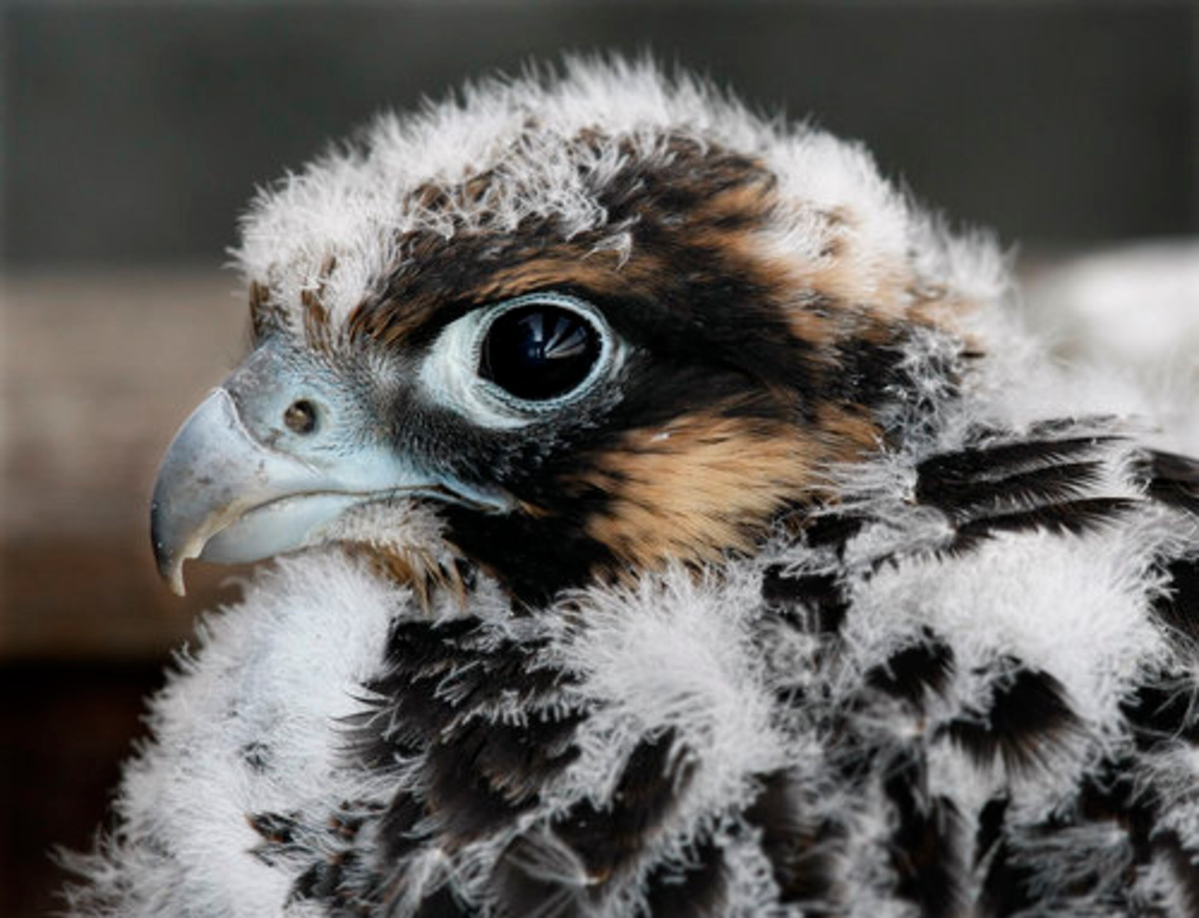 A rare four-week old female peregrine falcon nestling keeps a close eye on visitors as Department of Natural Resources biologist Jim Ozier arrives to band the young at the top of the SunTrust Plaza skyscraper on May 13, 2010. About 400 pairs nested in the eastern U.S. The population now numbers about 180 pairs with about half of these in cities or on nesting towers in coastal marshes.