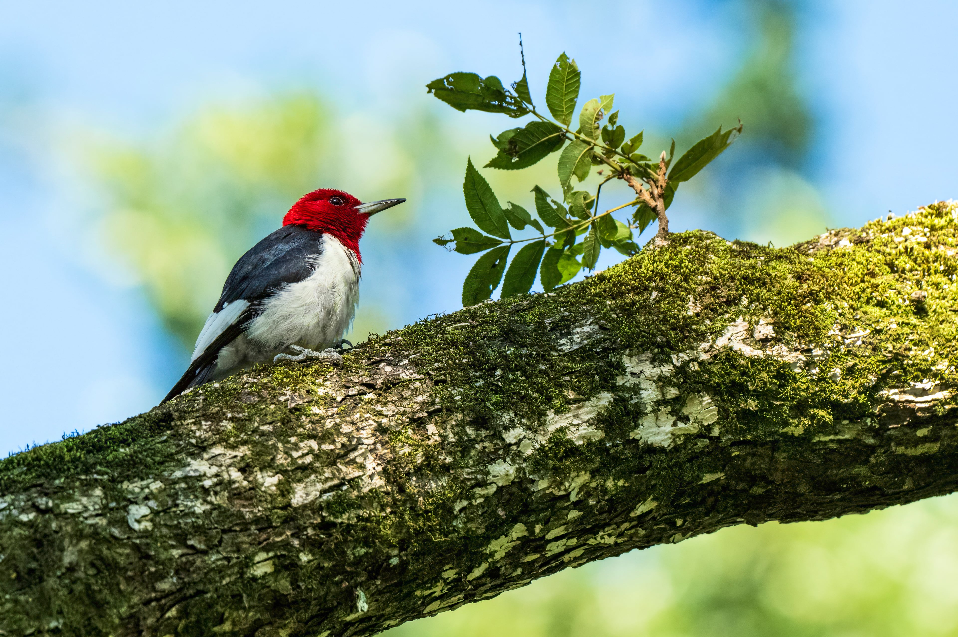 Birds Georgia