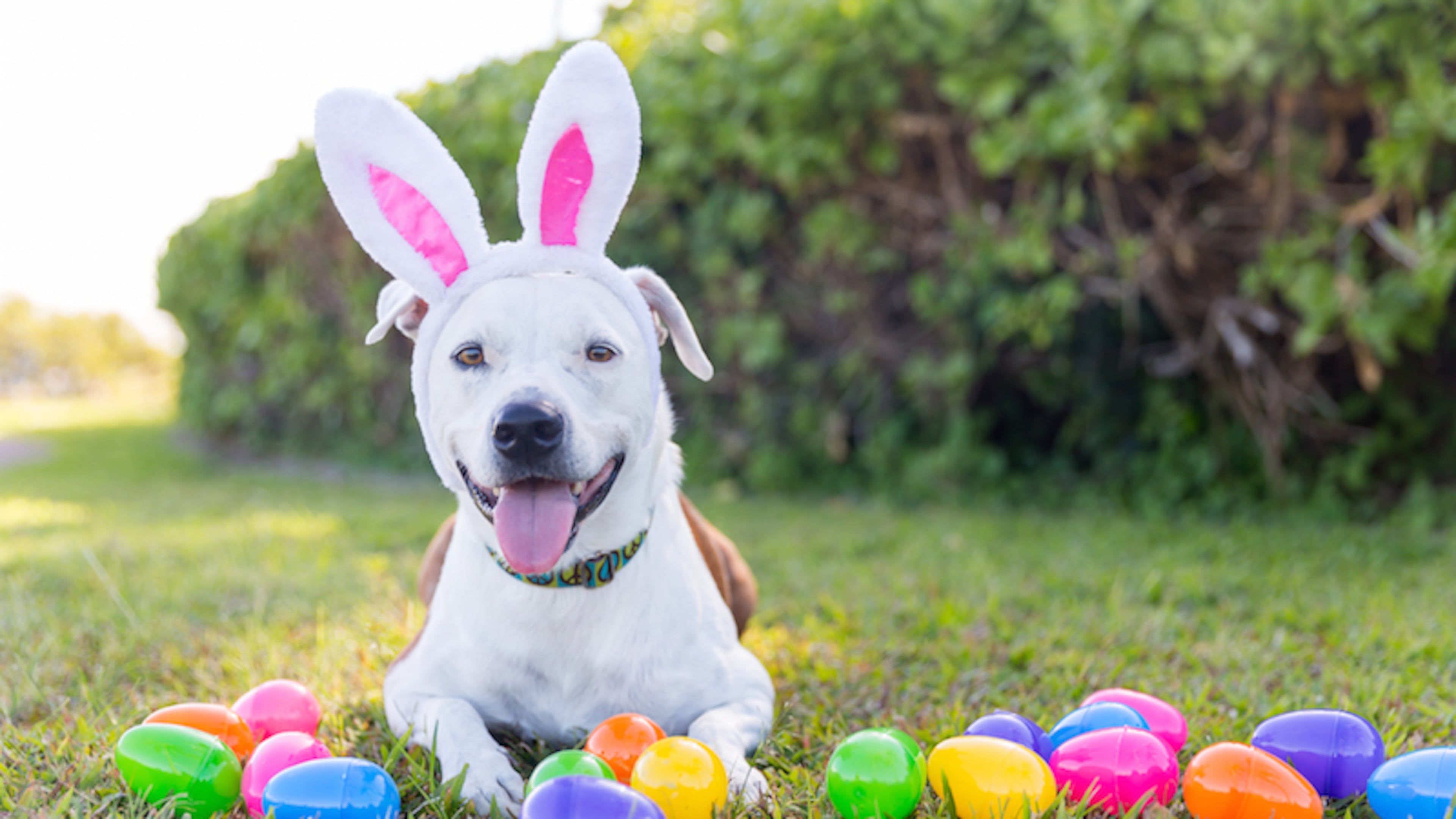The Gwinnett animal shelter will host an adoption egg-stravaganza April 20. (File Photo)