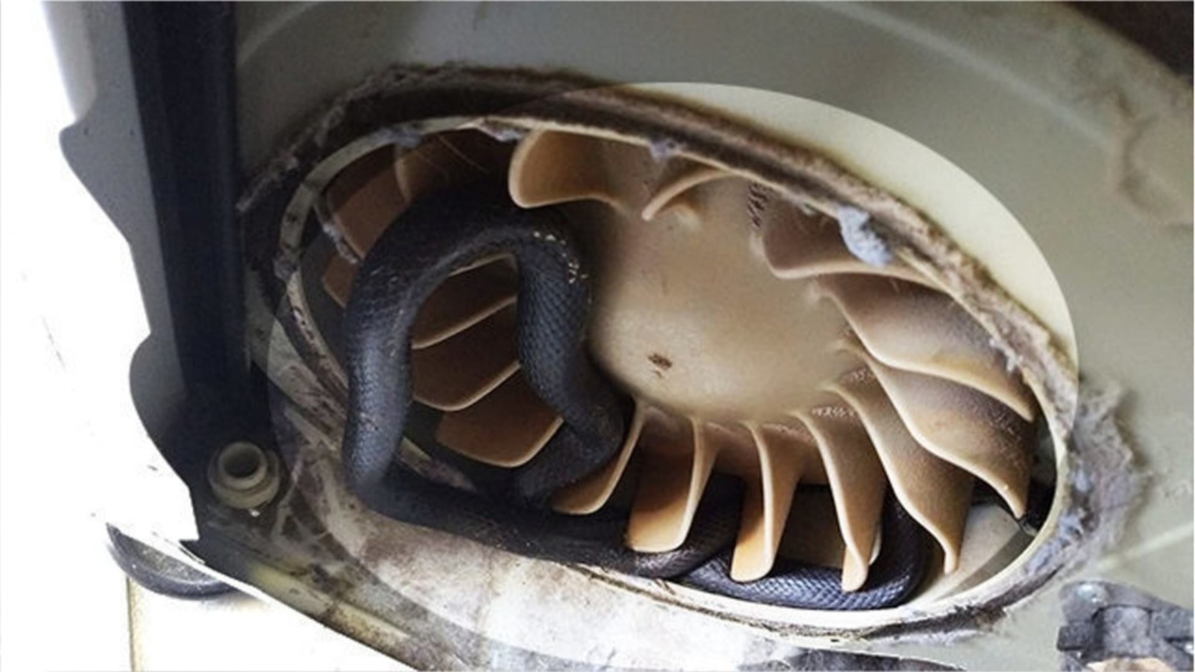 After its clothes dryer began blowing out a lot of lint, a Florida family called a repairman who discovered a dead snake rather than a jammed motor. (AP file photo)