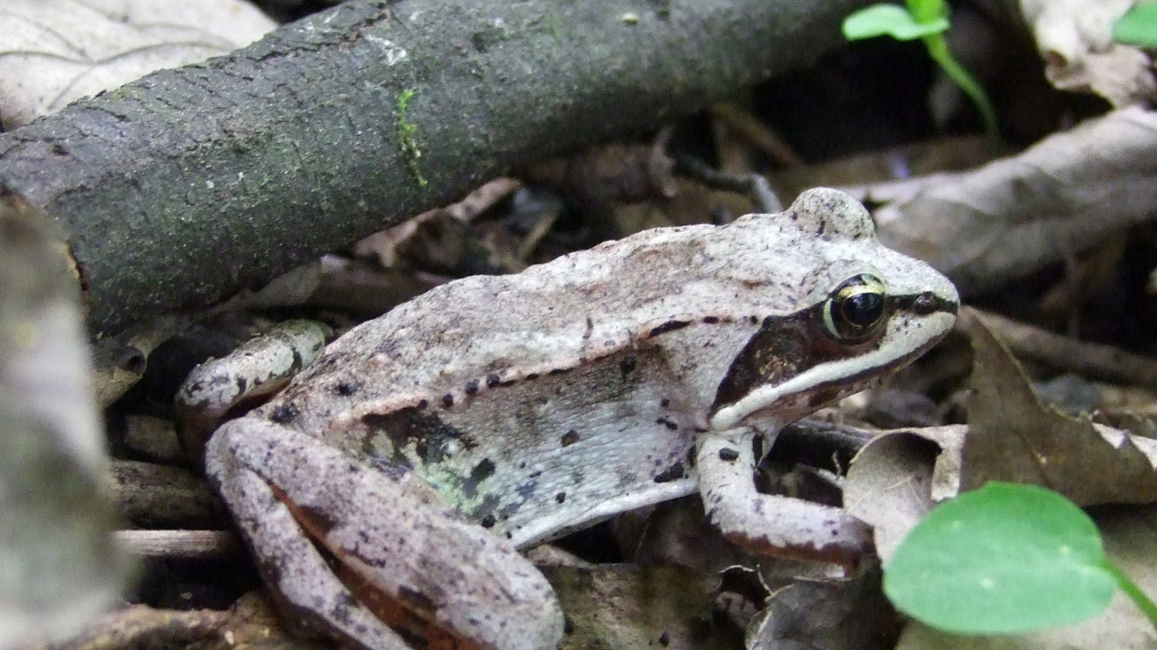 The wood frog, characterized by a black mask that extends backward from the eye, suddenly appears for a few days in January and February in North Georgia to breed in temporary ponds, and then disappears again. W-VAN/CREATIVE COMMONS/WIKIPEDIA