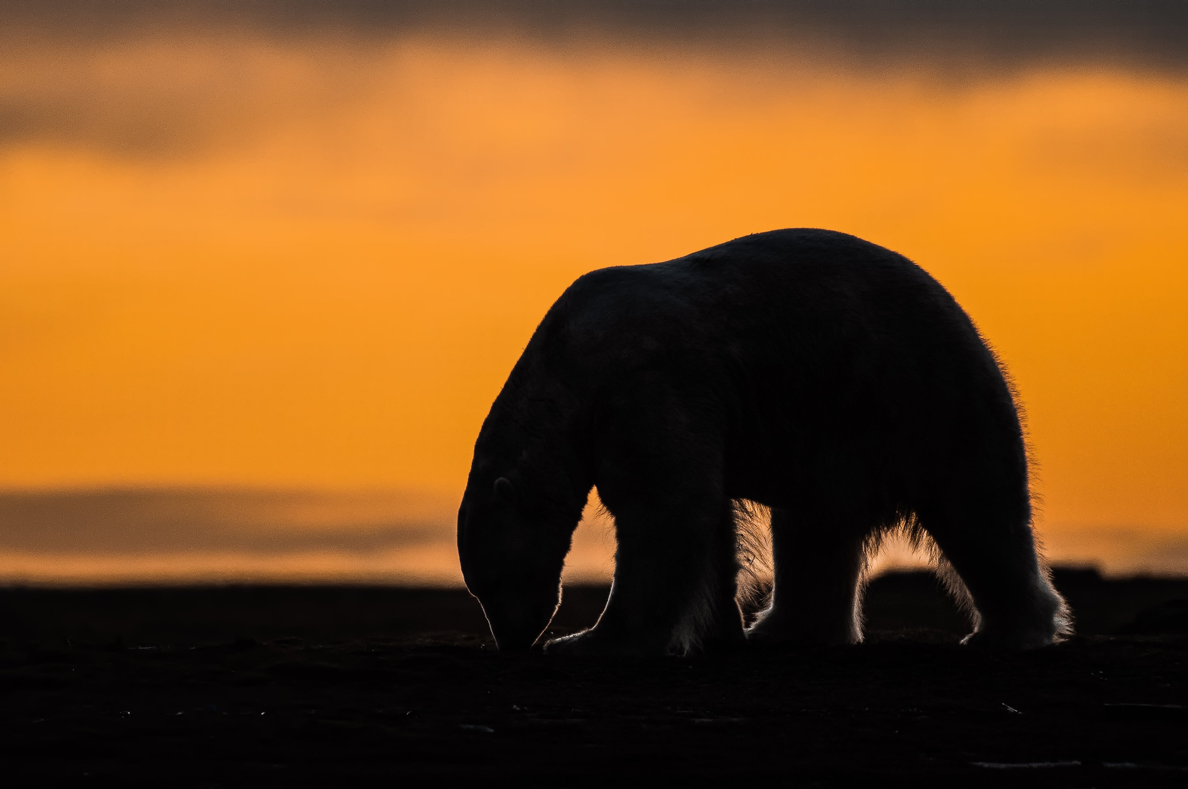 Alaska-Polar Bear Tourism