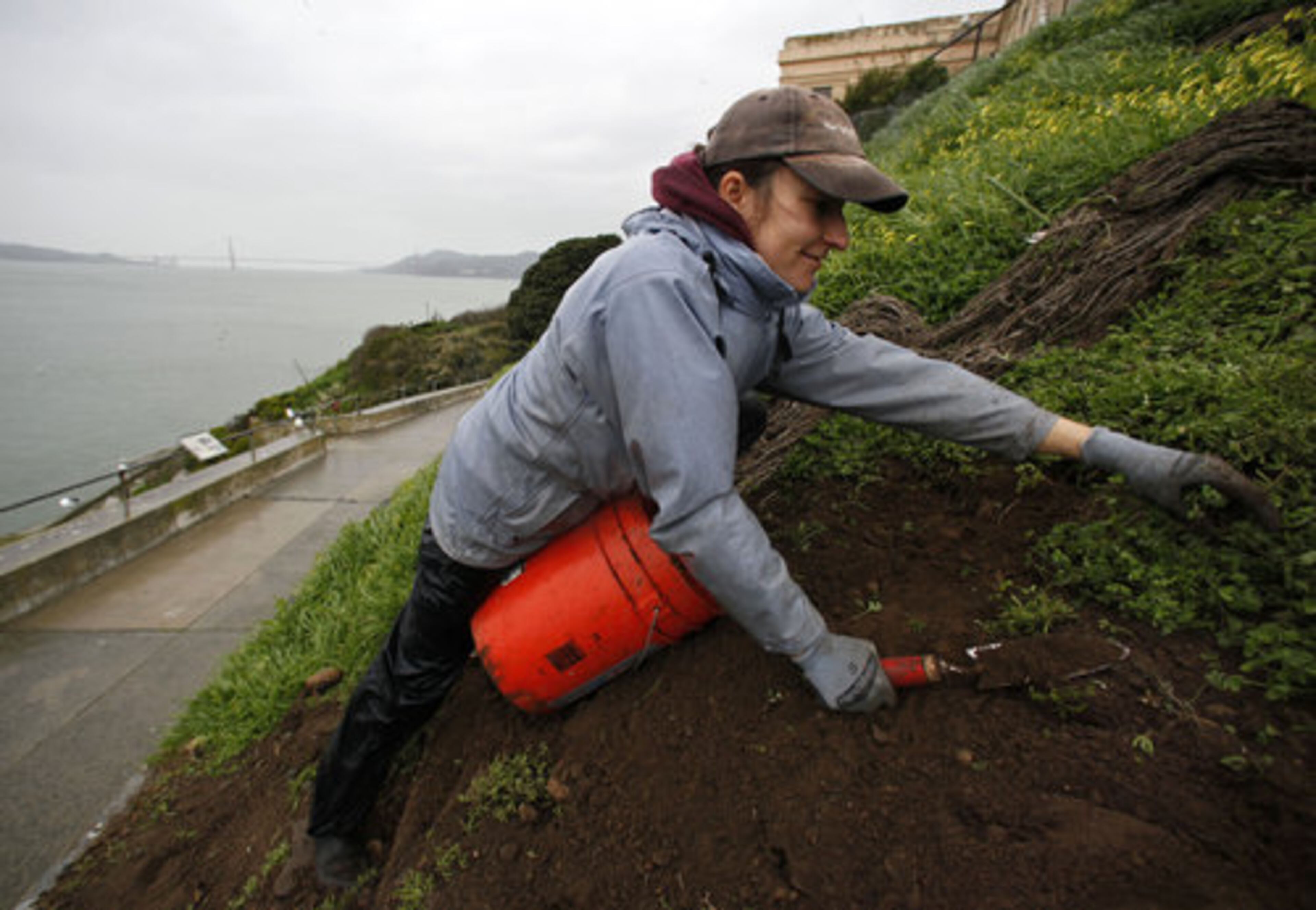 Gardener Karolina Park works at restoring a historic slope in the gardens below the main cellhouse on Alcatraz Island in San Francisco.