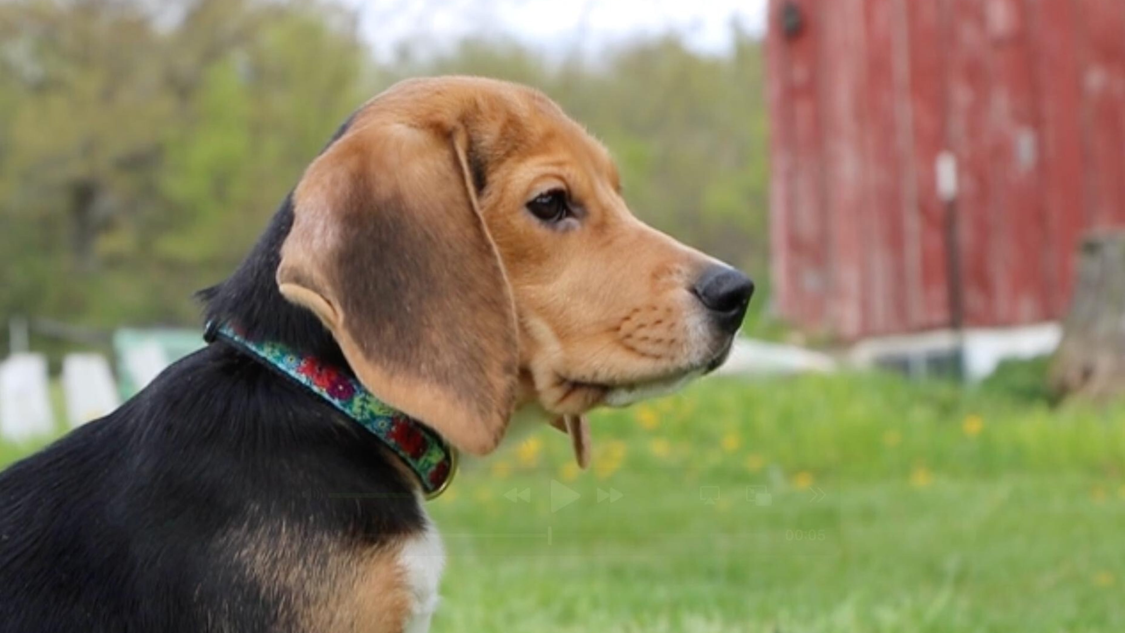 This undated photo provided by Big Dog Ranch Rescue in Loxahatchee, Fla., shows Daisy, one of about 1,500 beagles being removed from Ridglan Farms, a Wisconsin dog breeding and research business. (Big Dog Ranch Rescue via AP)