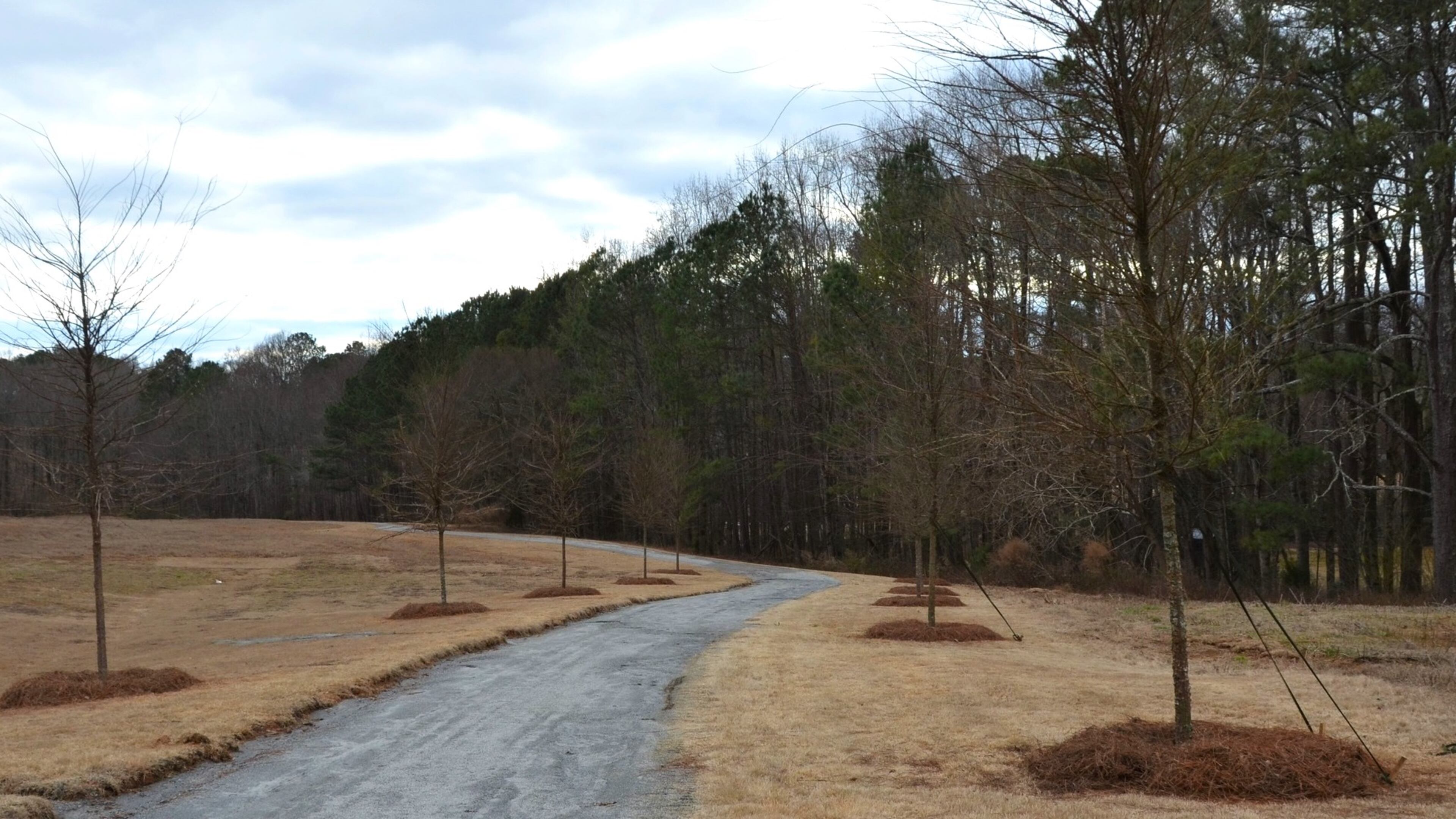 Milton recently celebrated Arbor Day by planting 13 winged elm trees, along a new trail at Milton City Park and Preserve. COURTESY CITY OF MILTON