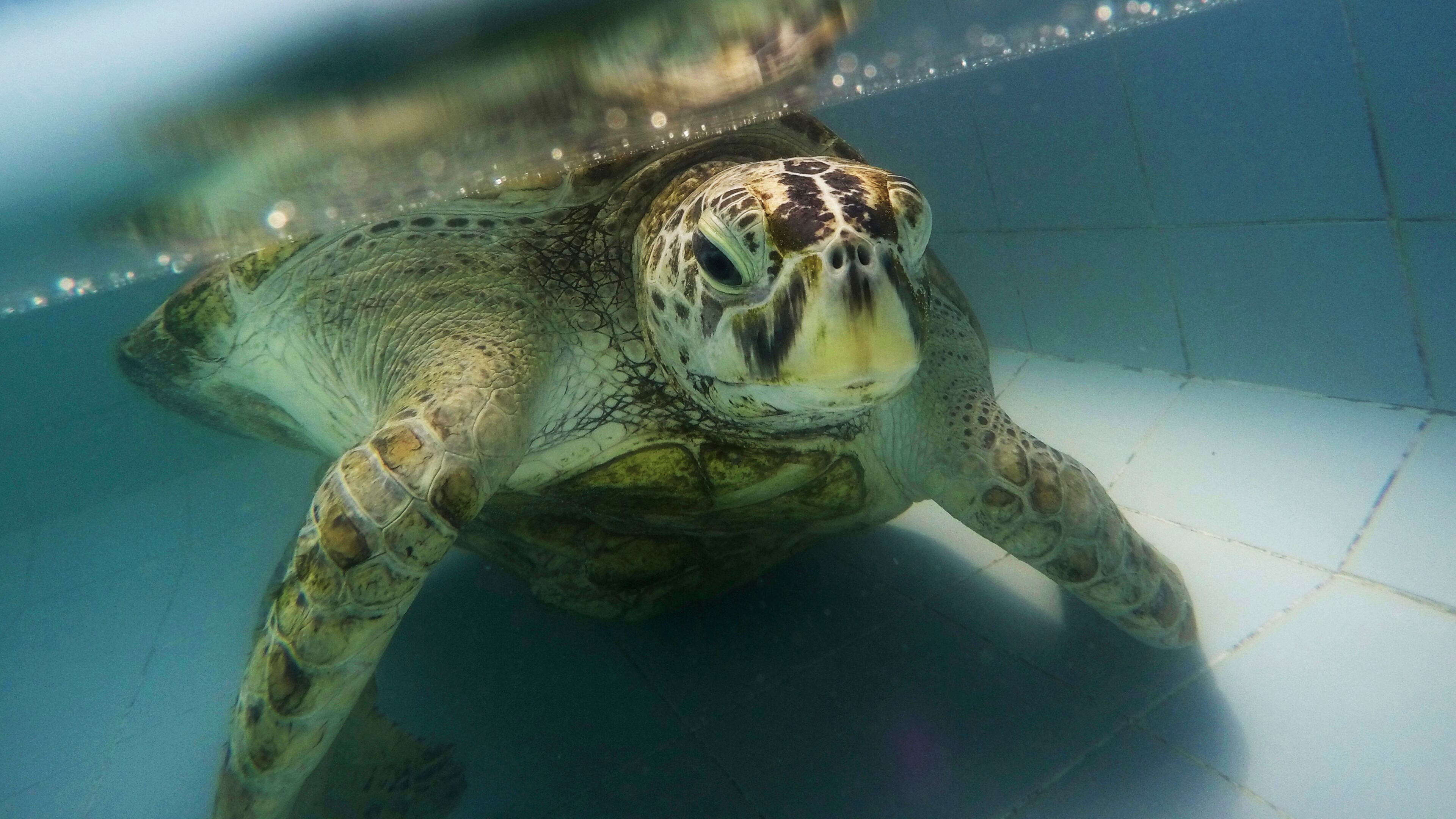 In this March 3 photo, the female green green turtle nicknamed "Bank" swims in a pool at Sea Turtle Conservation Center in Chonburi Province, Thailand. The 25-year-old sea turtle in Thailand who swallowed nearly a thousand coins tossed by tourists seeking good luck died March 21, two weeks after having surgery to remove the coins from its stomach. (AP Photo/Sakchai Lalit)