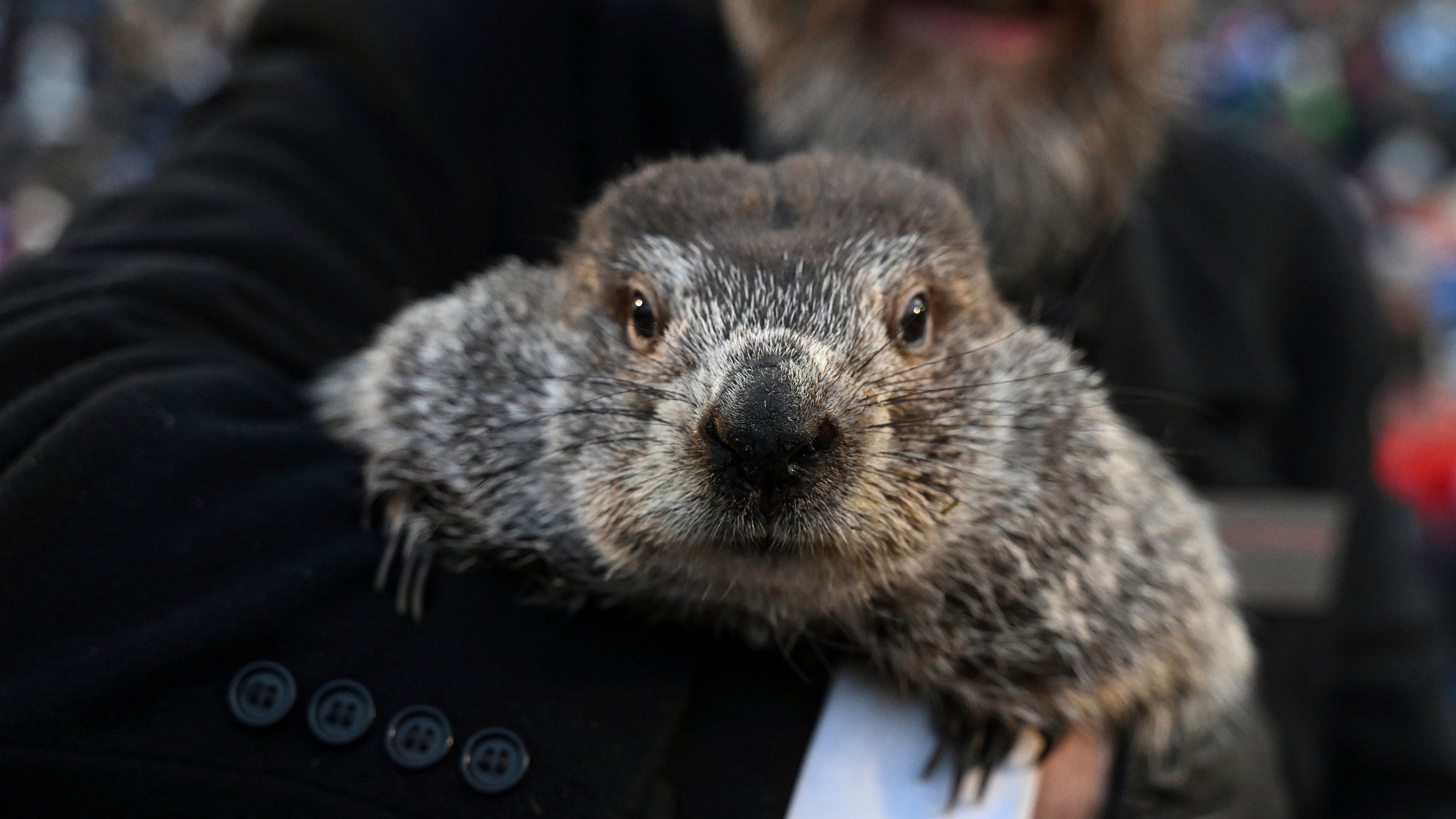FILE - Groundhog Club handler A.J. Dereume holds Punxsutawney Phil, the weather prognosticating groundhog, during the 137th celebration of Groundhog Day on Gobbler's Knob in Punxsutawney, Pa., Feb. 2, 2023. (AP Photo/Barry Reeger, File)