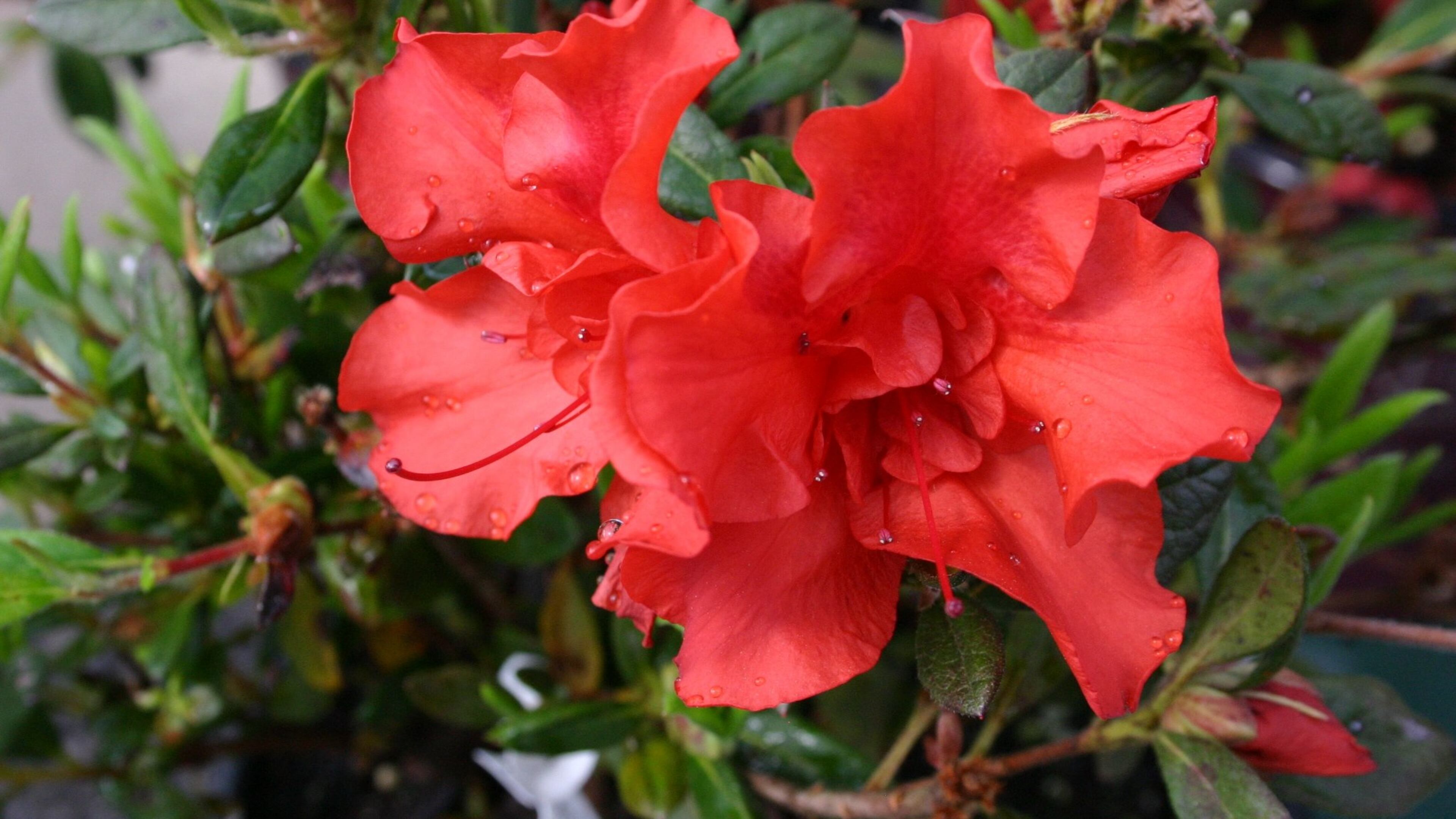 Reblooming azaleas need time to build a good root system. Photo from Walter Reeves