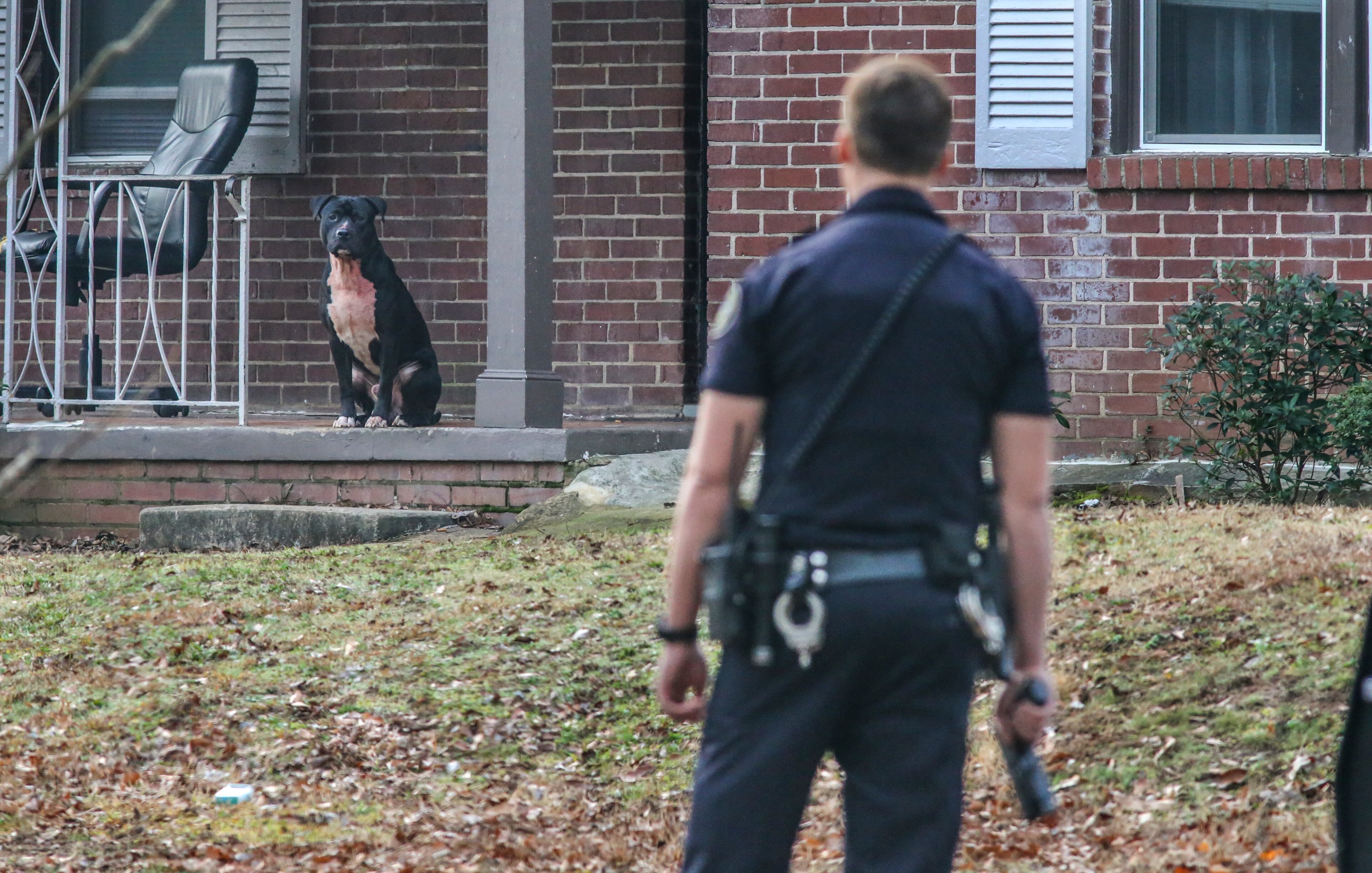 A dog involved in the fatal Jan. 17 mauling of a six-year-old boy is cornered outside a nearby house in Atlanta. JOHN SPINK /JSPINK@AJC.COM