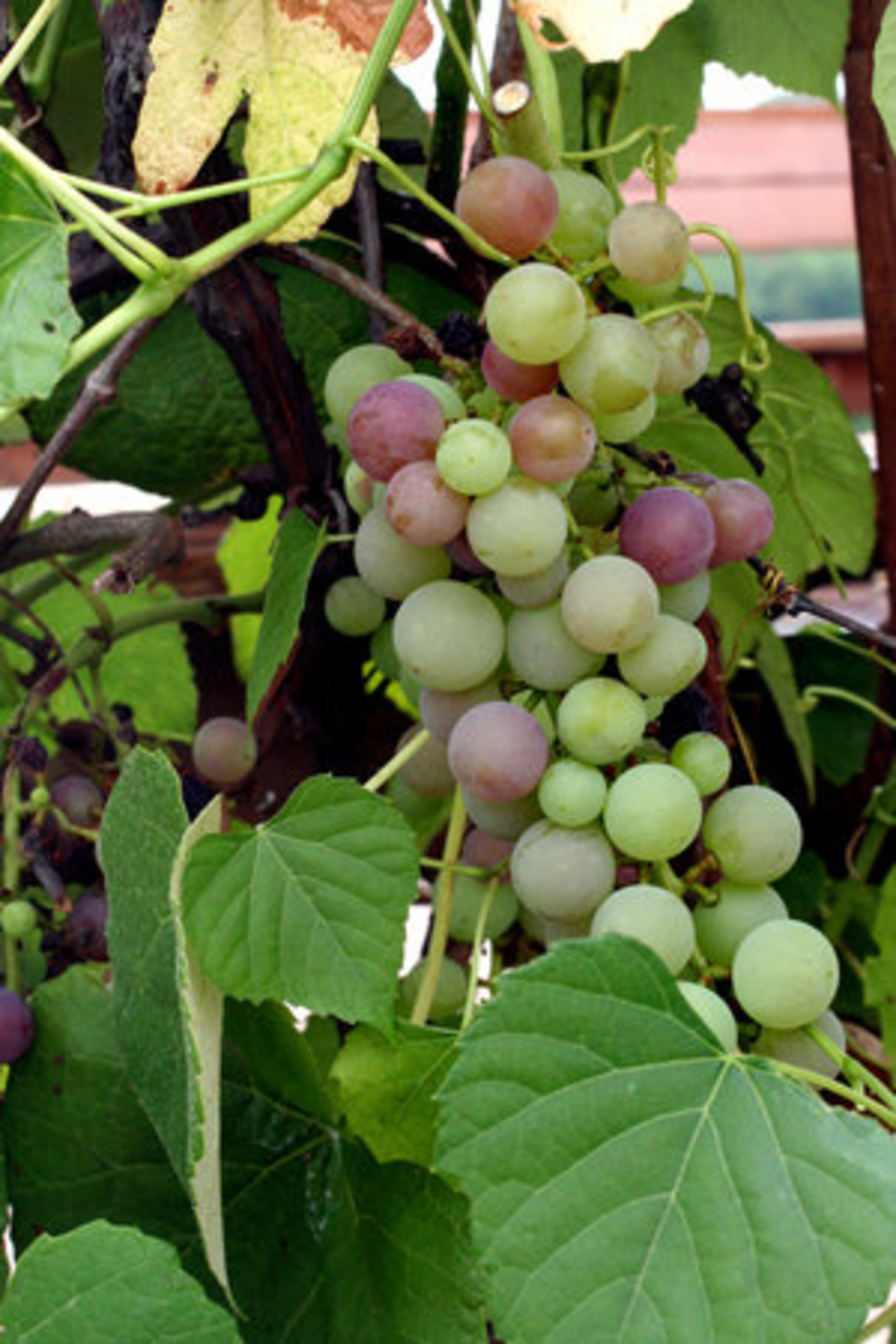 Muscadines form the base for many of the wines produced by the wineries in Southeast Tennessee. A native grape, muscadines have been found to contain more reservatrol than other grapes. Reservatrol is thought to lower cholesterol.