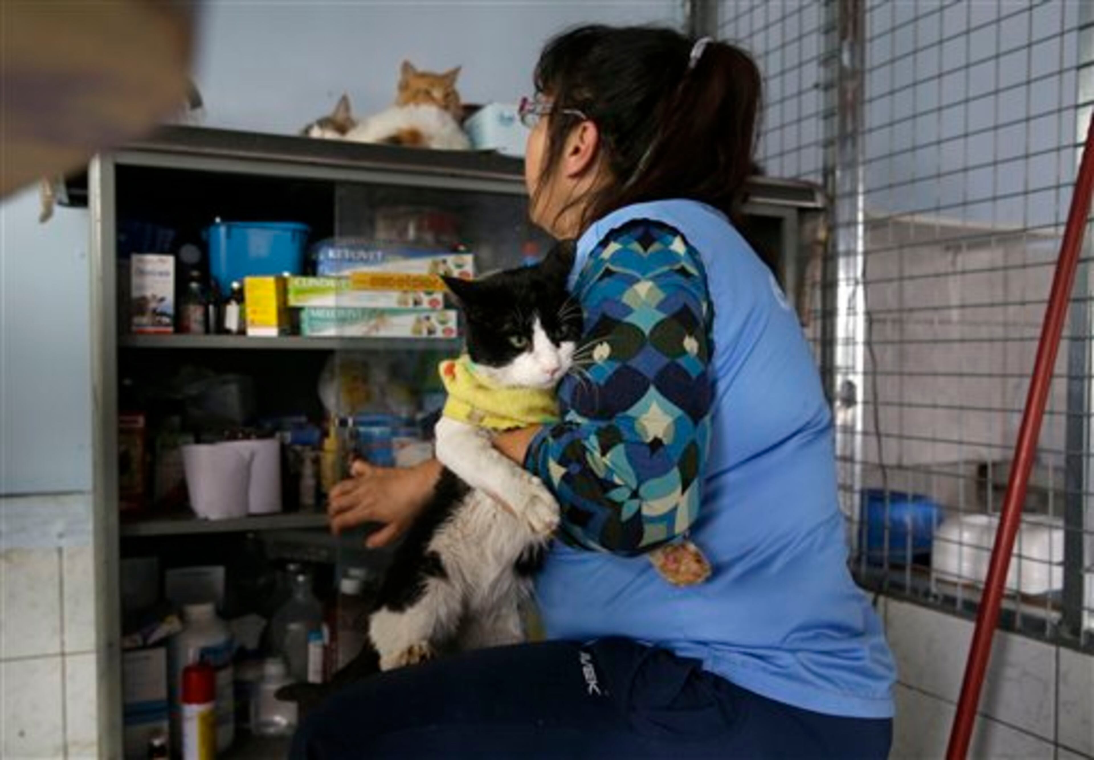 In this Aug. 6, 2014 photo, Maria Torero gets ready to medicate a sick cat at her Cat Hospice, where Torero looks after 175 cats that suffer from feline leukemia, at her home in Lima, Peru. For five years, Torero has ministered to the sick felines, attempting to improve their quality of life as they slowly succumb to the common, fatal retrovirus. (AP Photo/Martin Mejia)