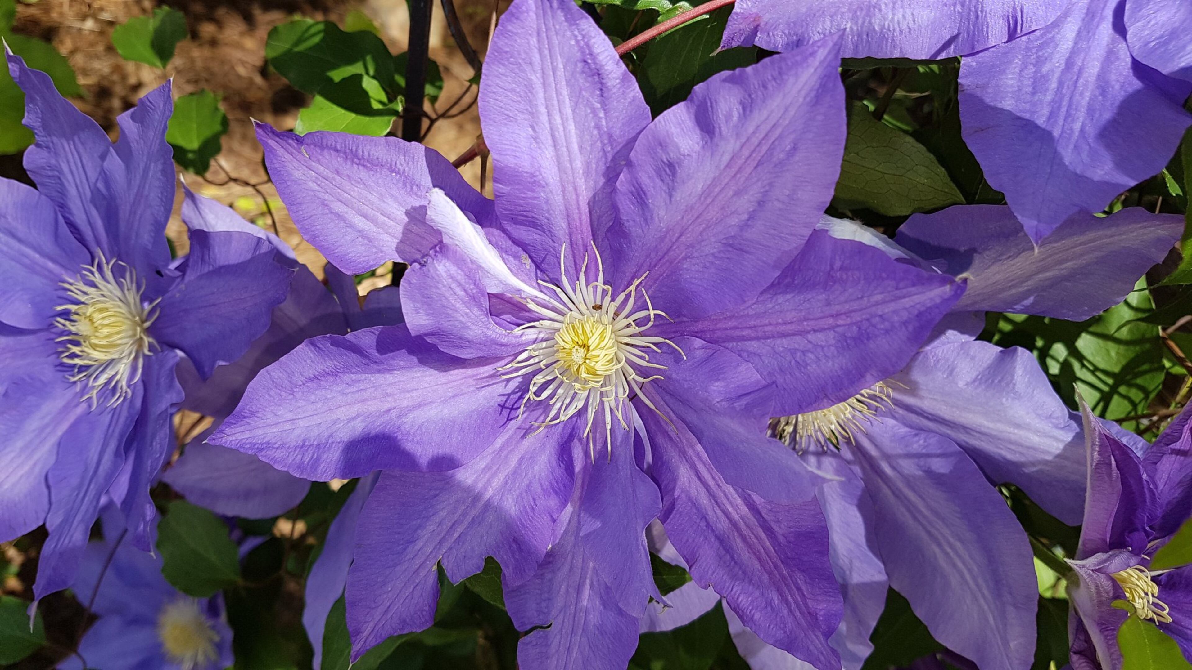 “Divine on a vine! That is what this Clematis represents climbing its way into our hearts,” wrote Martha Jo and Jerry Katz of Marietta.