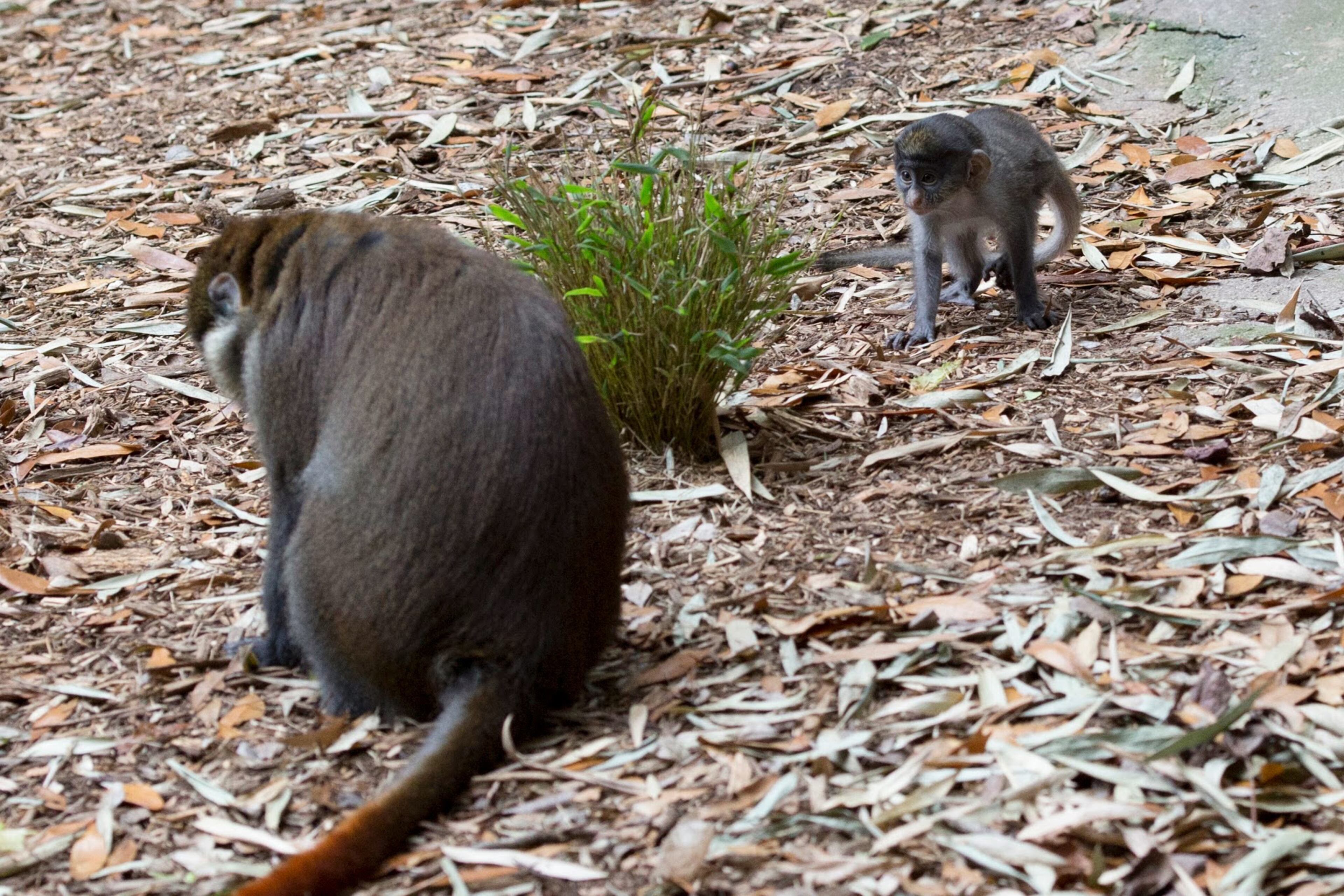 Jill, a Schmidt’s guenon, became a mother on Nov. 30, 2013.