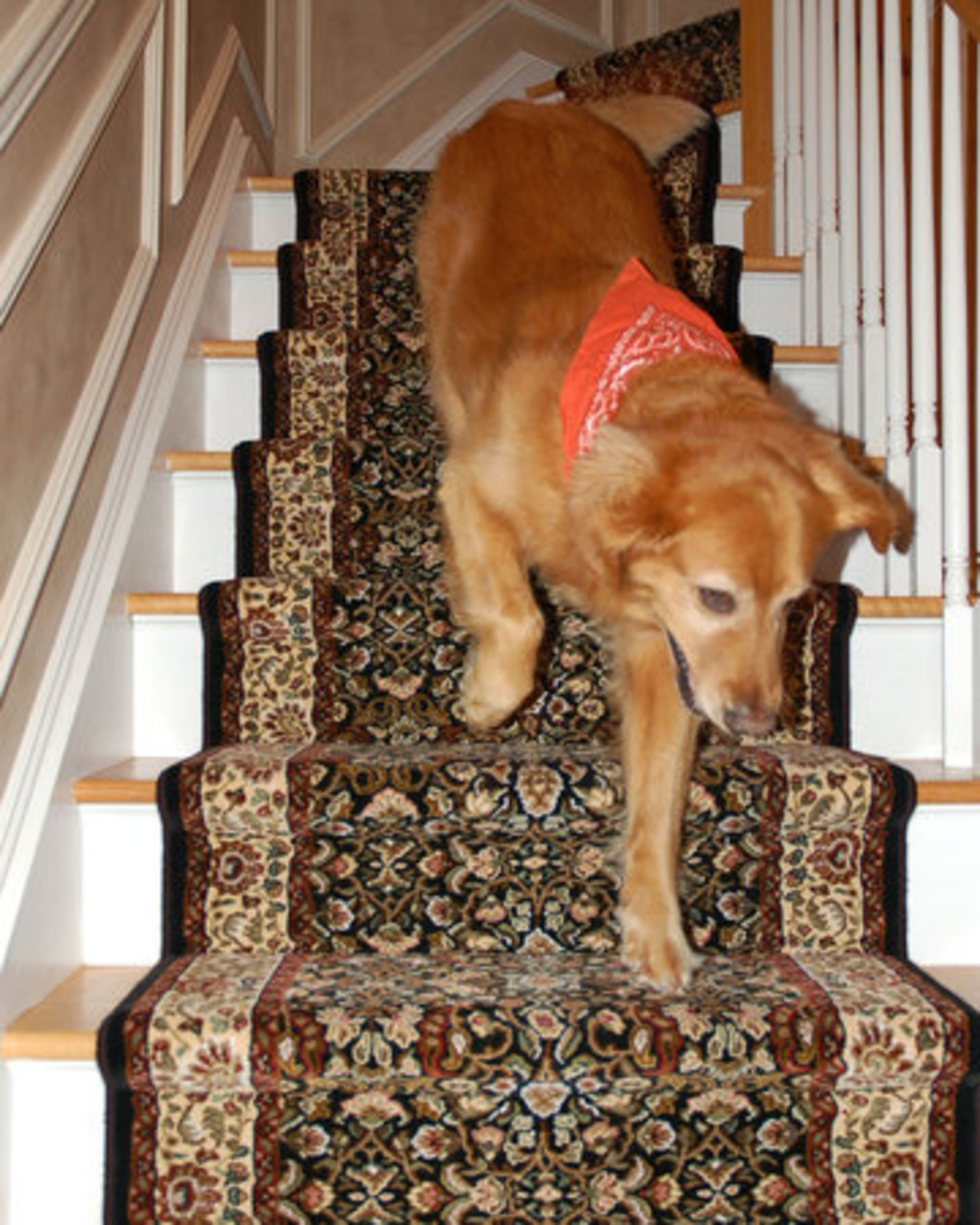 When remodeling your staircase, don't forget about children and pets. Slippery steps can be an accident waiting to happen. Consider an attractive stair runner to make your stairs safe. This photo released by Creative Carpet & Rug shows one of their stair runner installations being used by the family dog.
