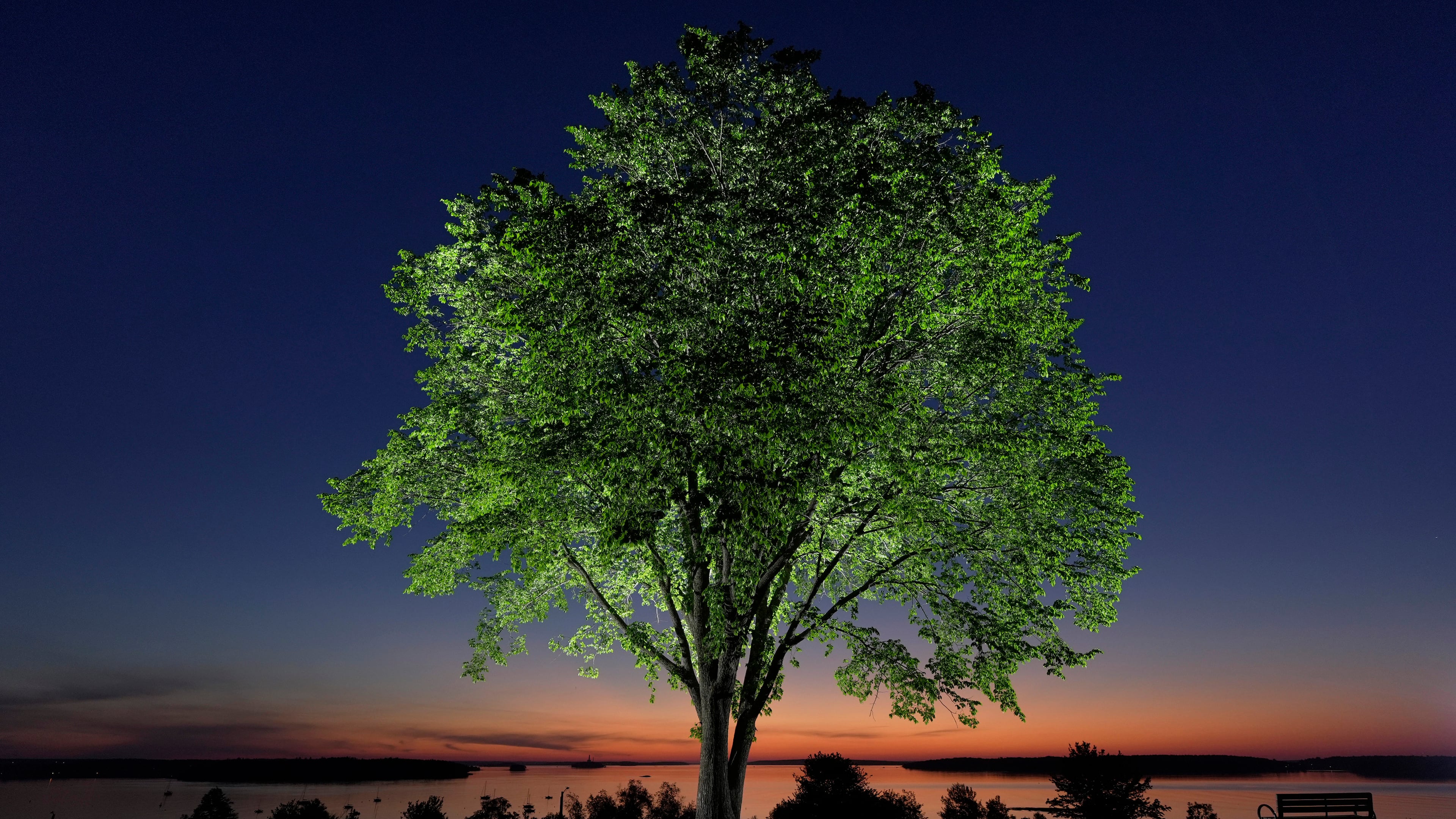 An American elm tree stands on the Eastern Promenade overlooking Casco Bay at dawn in Portland, Maine., June 4, 2026. (AP Photo/Robert F. Bukaty)
