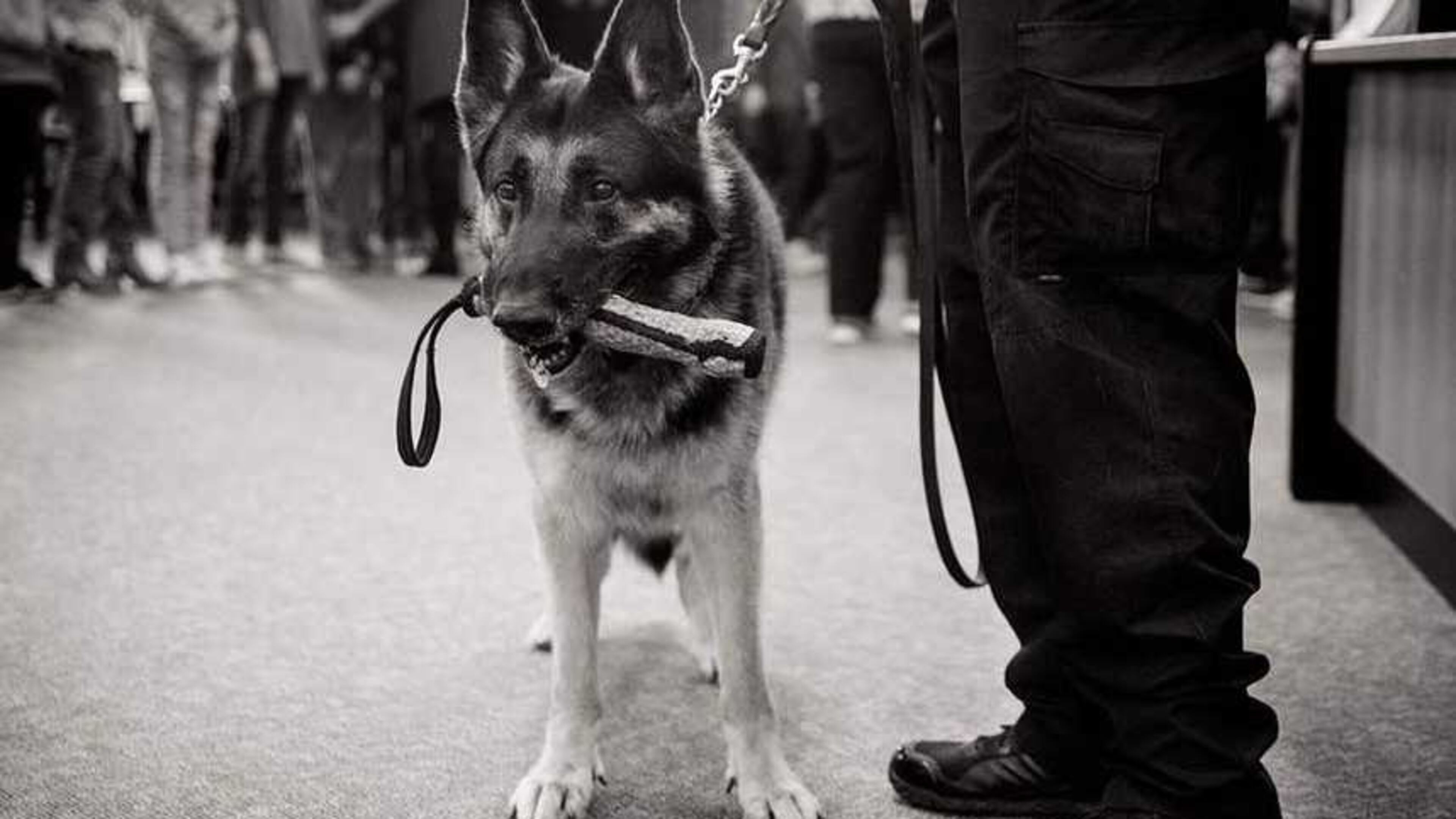 Leo, a K-9 officer in Johns Creek, is retiring after seven years of service. He'll live with his handler and his family.
