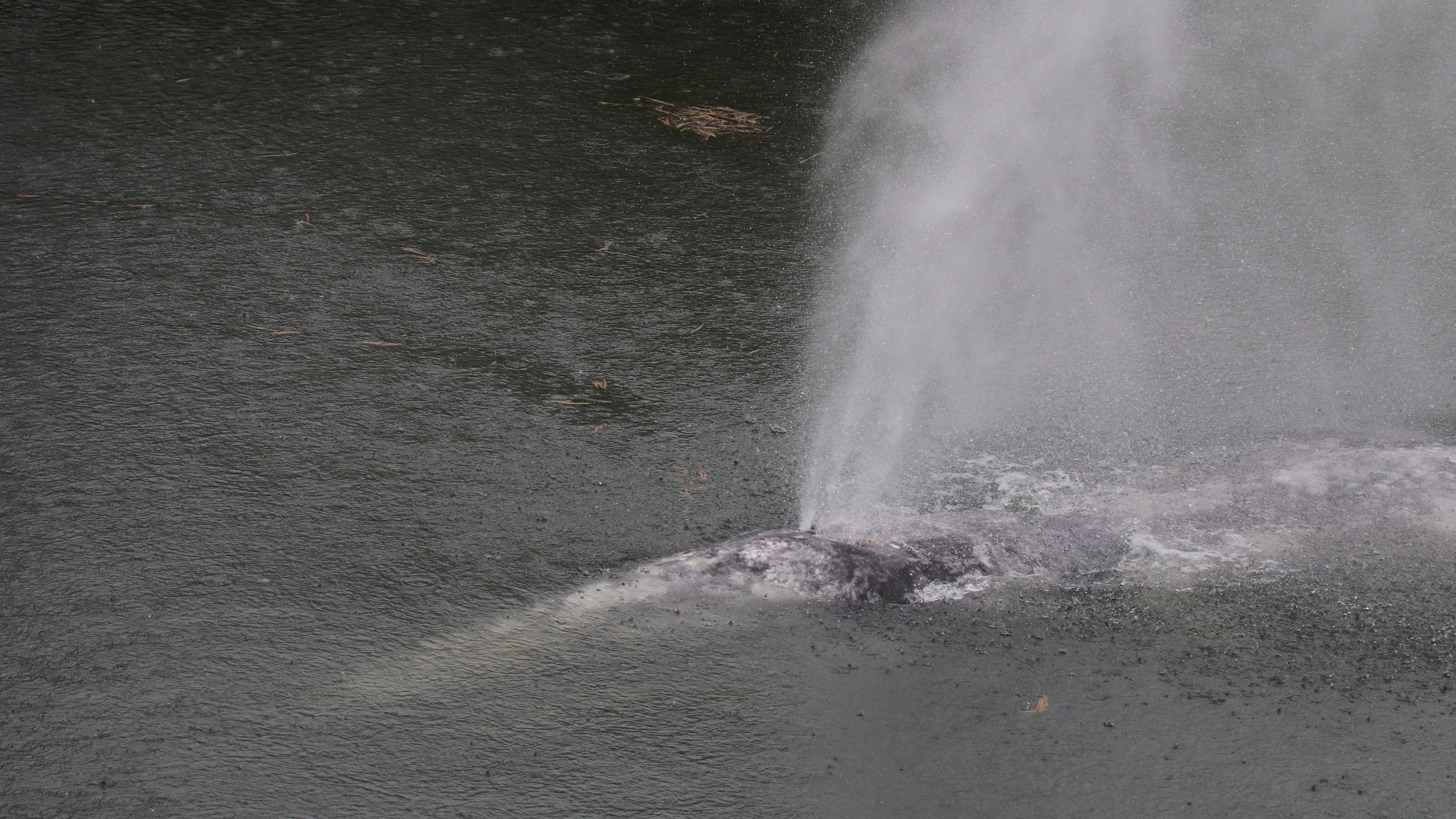 This photo provided by Cascadia Research Collective shows a gray whale swimming in the Willapa River near Willapa Bay, Wash., Wednesday, April 1, 2026. (Cascadia Research Collective via AP)