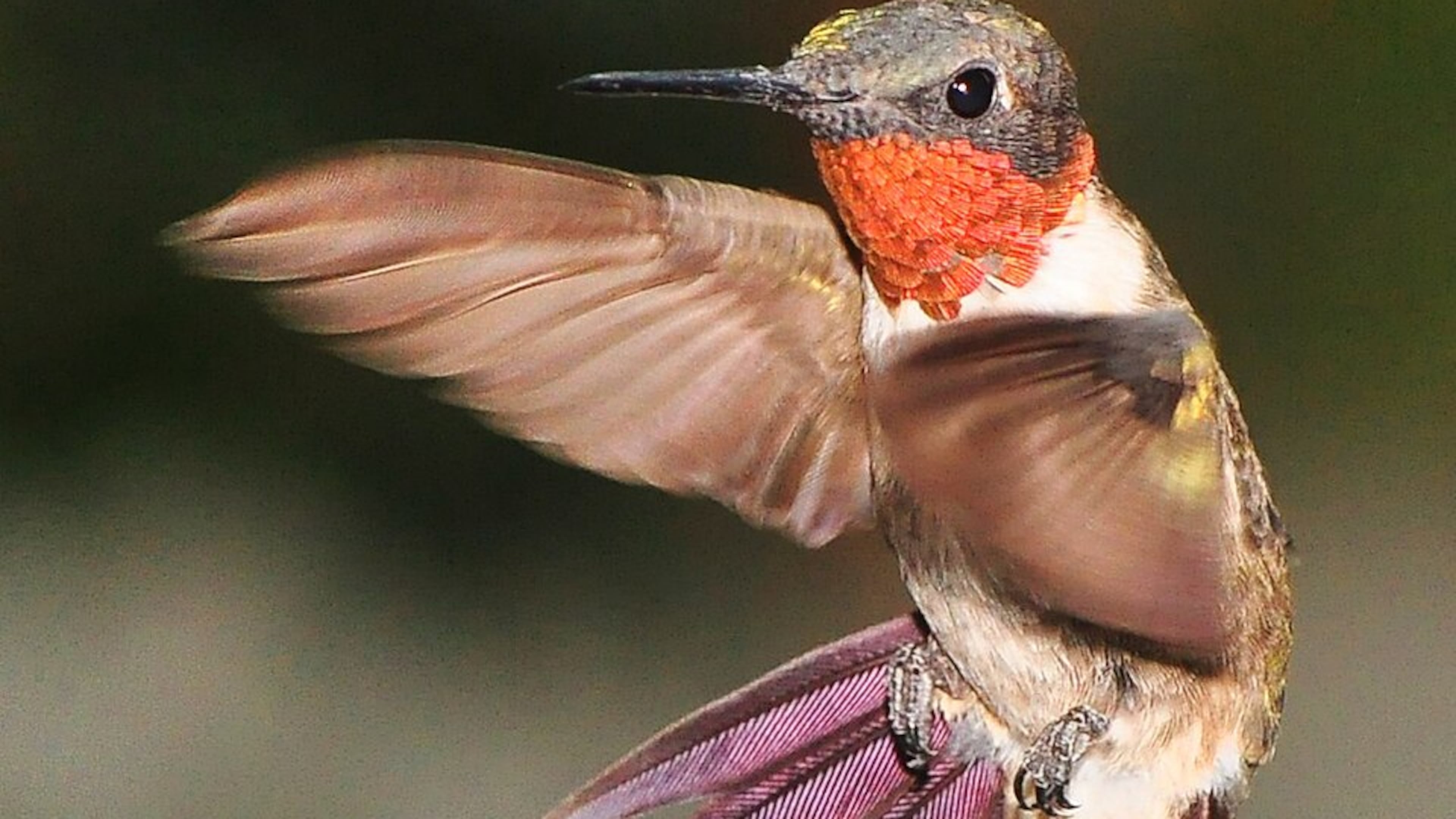 As a rule of thumb, male ruby throated hummingbirds and juveniles begin returning to backyard feeders to gain energy for fall migration around July Fourth. Females and other juveniles will follow later. (Photo: just to keep my hand in/Cteative Commons Attribution 2.0 Generic?