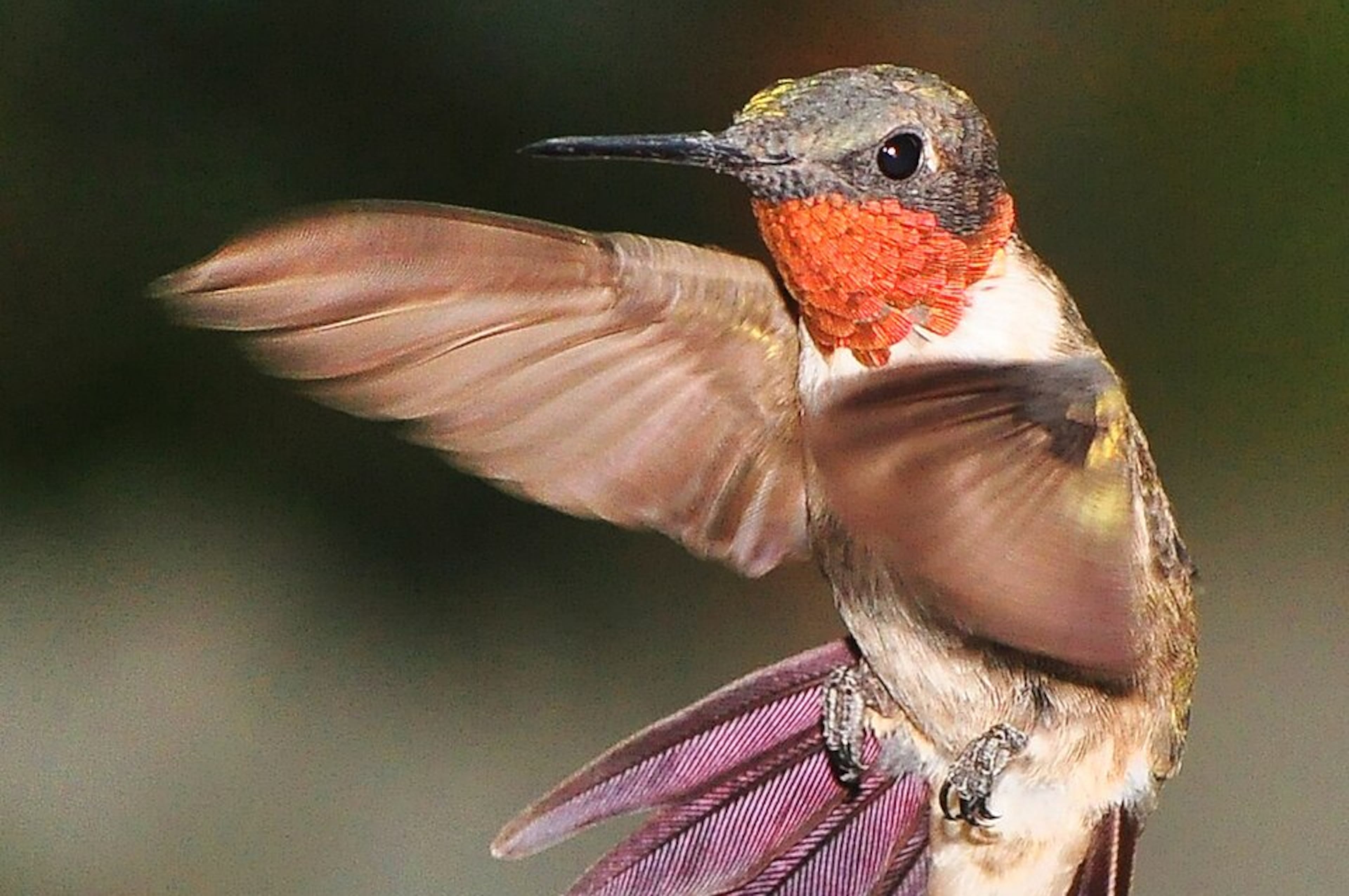 Ruby throated hummingbird (male)