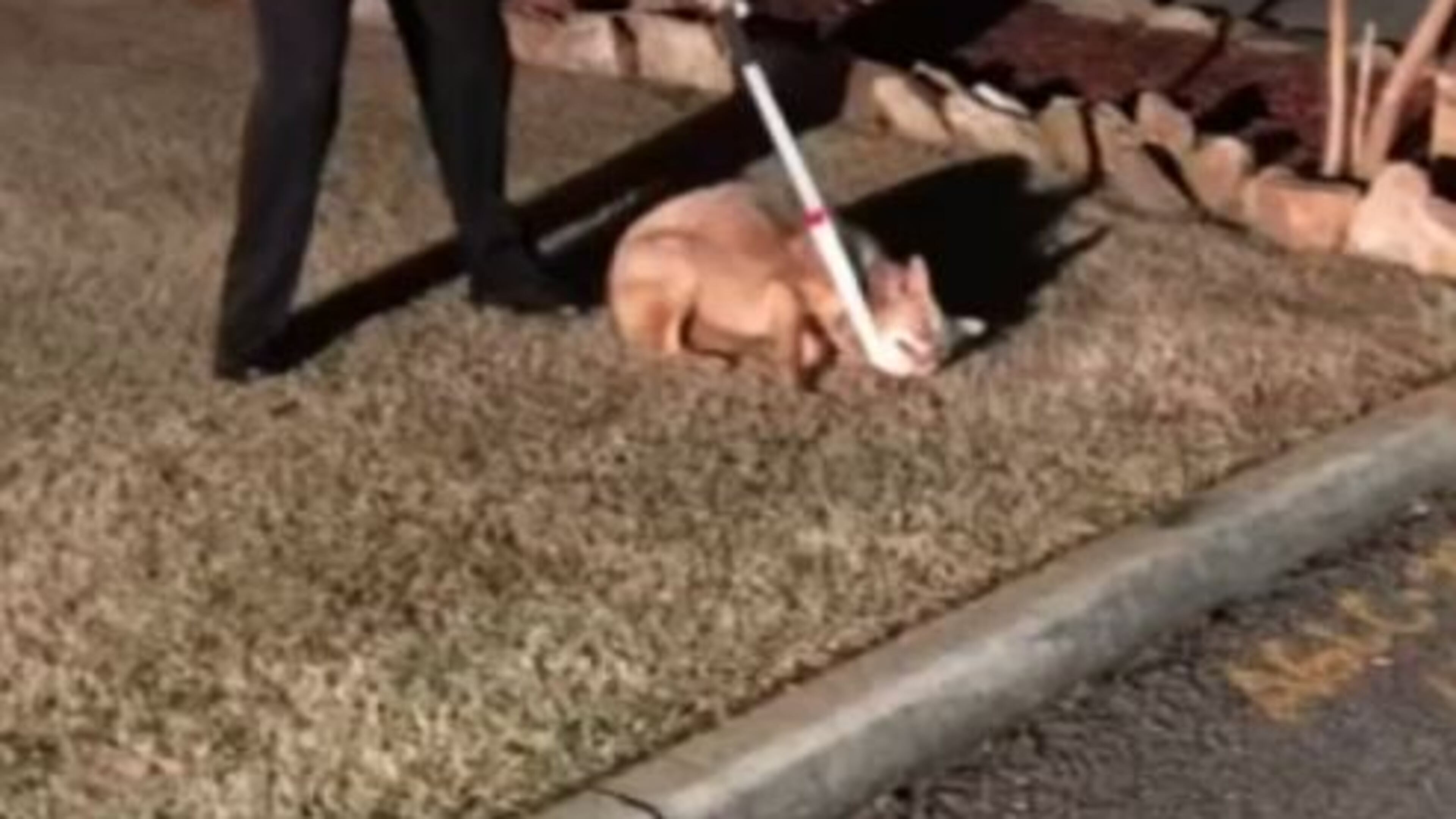 Bill Goff was jogging down Lake Charles Drive in Roswell when a coyote bit his leg.