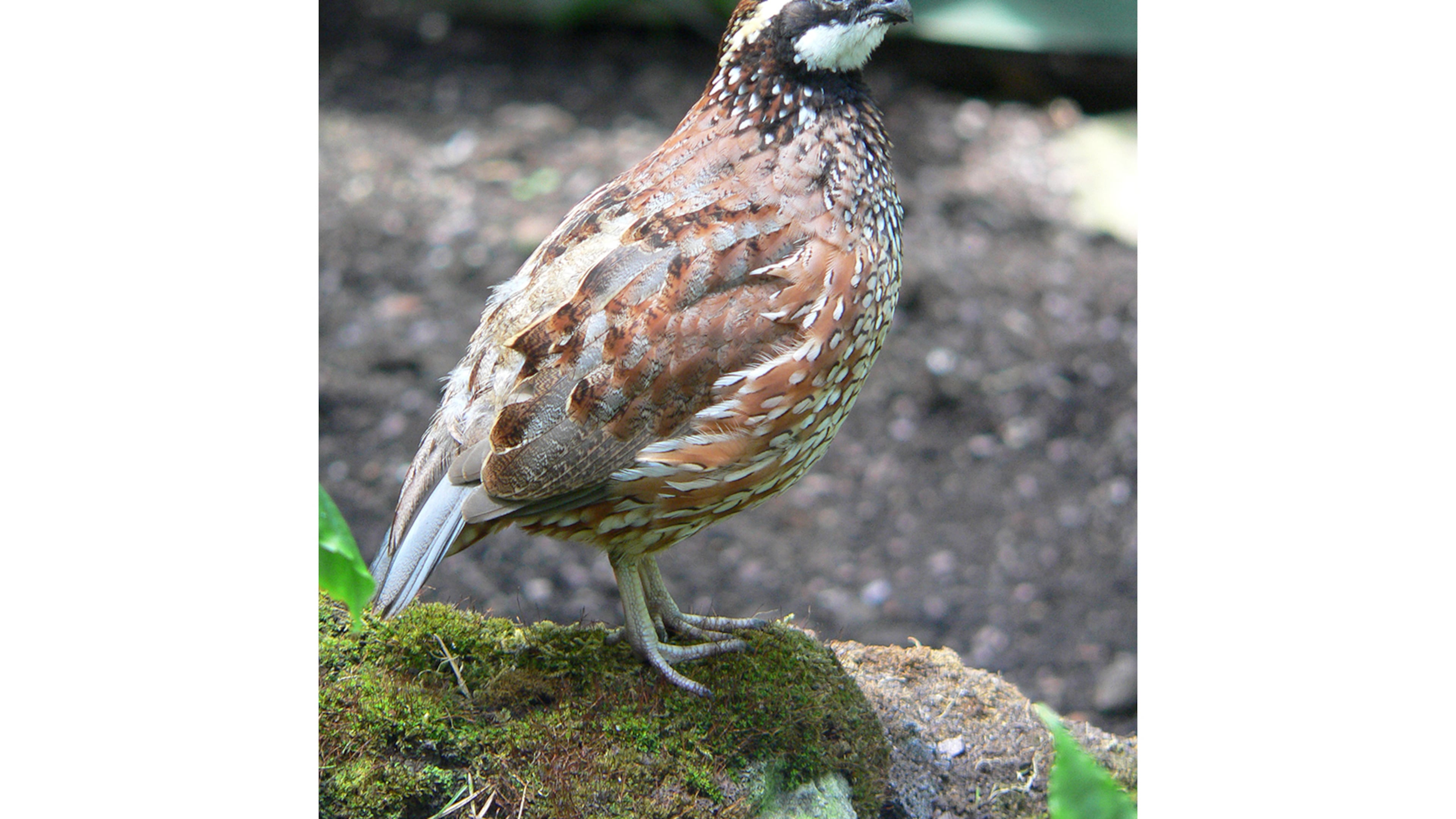The bobwhite quail (male shown here) was once one of Georgia's most common, widespread birds. But because of development and other factors, Georgia's bobwhite quail population has declined by more than 85% since the late 1960s. (Courtesy of BS Thurner Hof/Creative Commons)