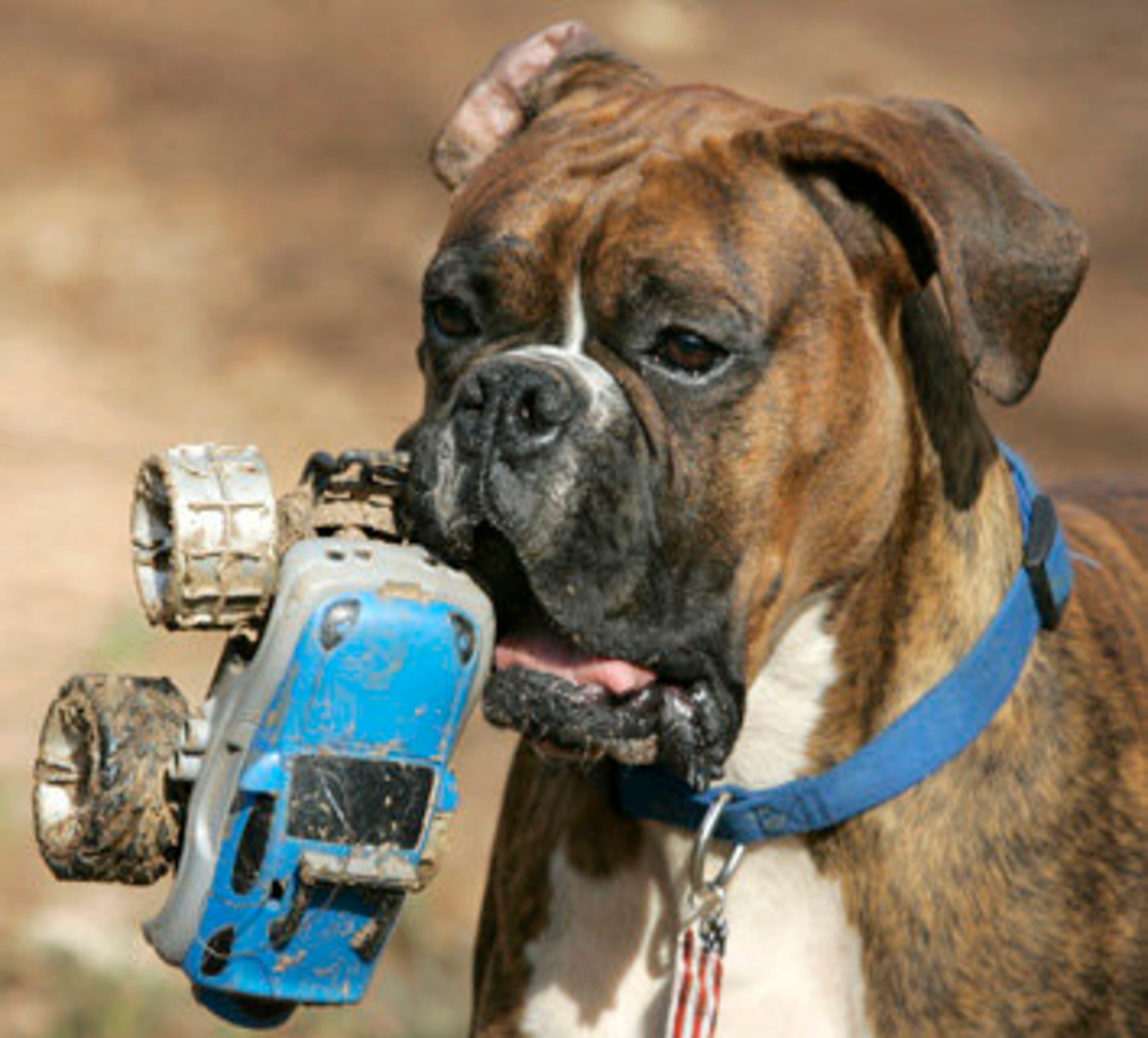 Traveler loves his truck!