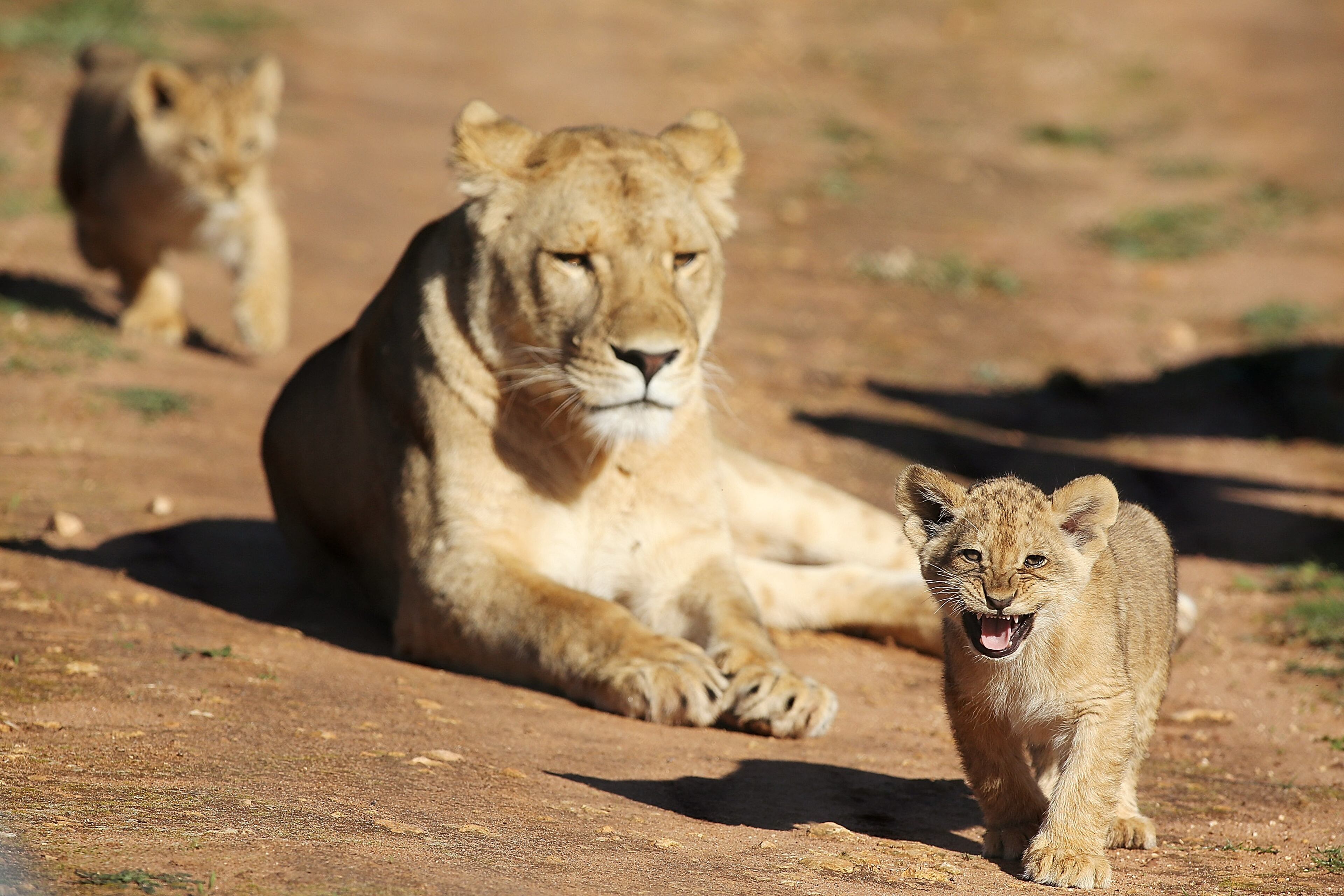 ADELAIDE, AUSTRALIA - JULY 08: Lion cubs explore their enclosure at Monarto Zoo on July 8, 2013 in Adelaide, Australia. Three Lion cubs, born April 24, 2013 made their public debut today at Monarto Zoo. Monarto Zoo is also celebrating two new Lion cubs to its African Lion family, a male and female cub, born June 18, 2013. (Photo by Morne de Klerk/Getty Images)