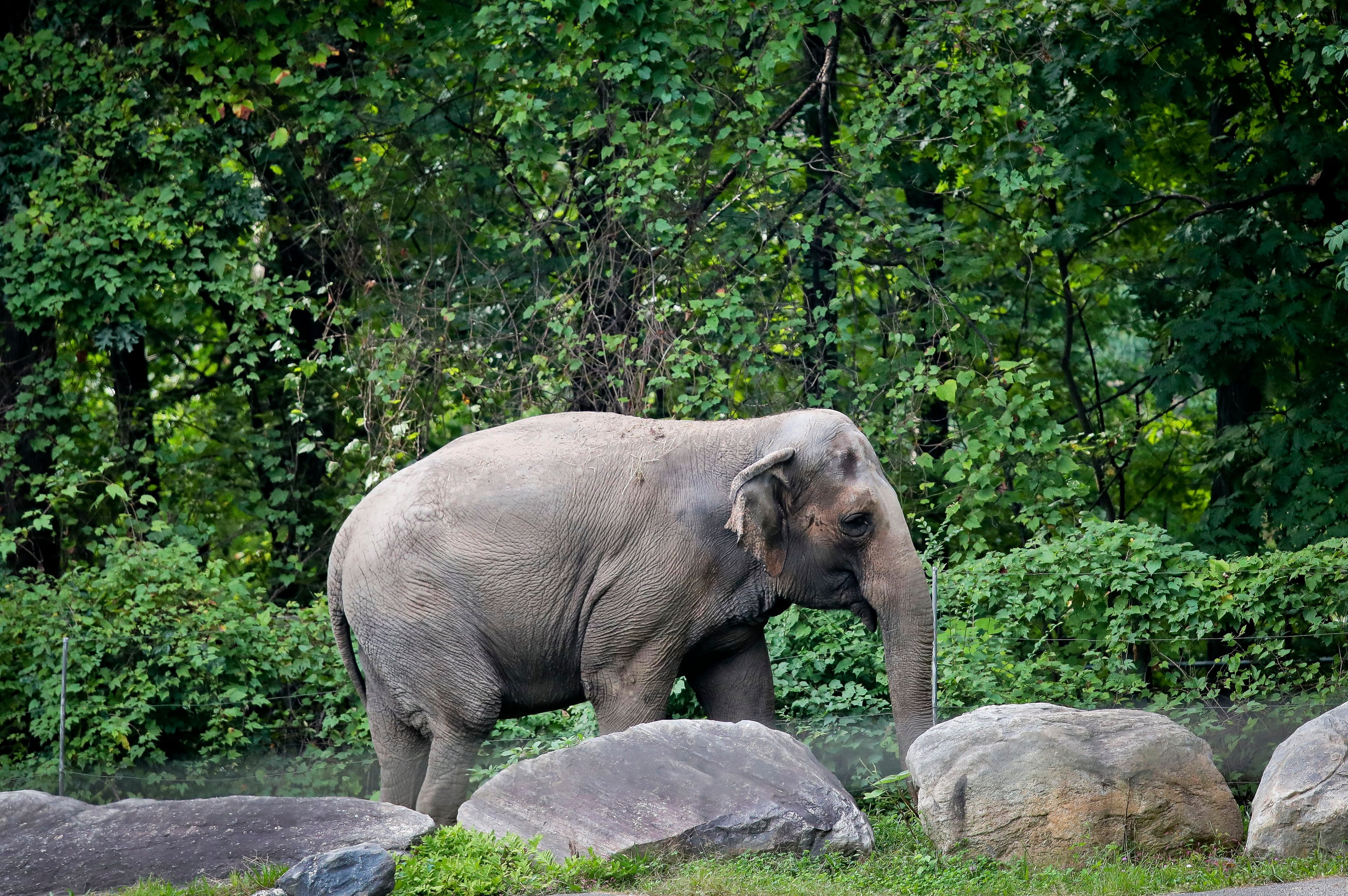 Bronx Zoo Elephant