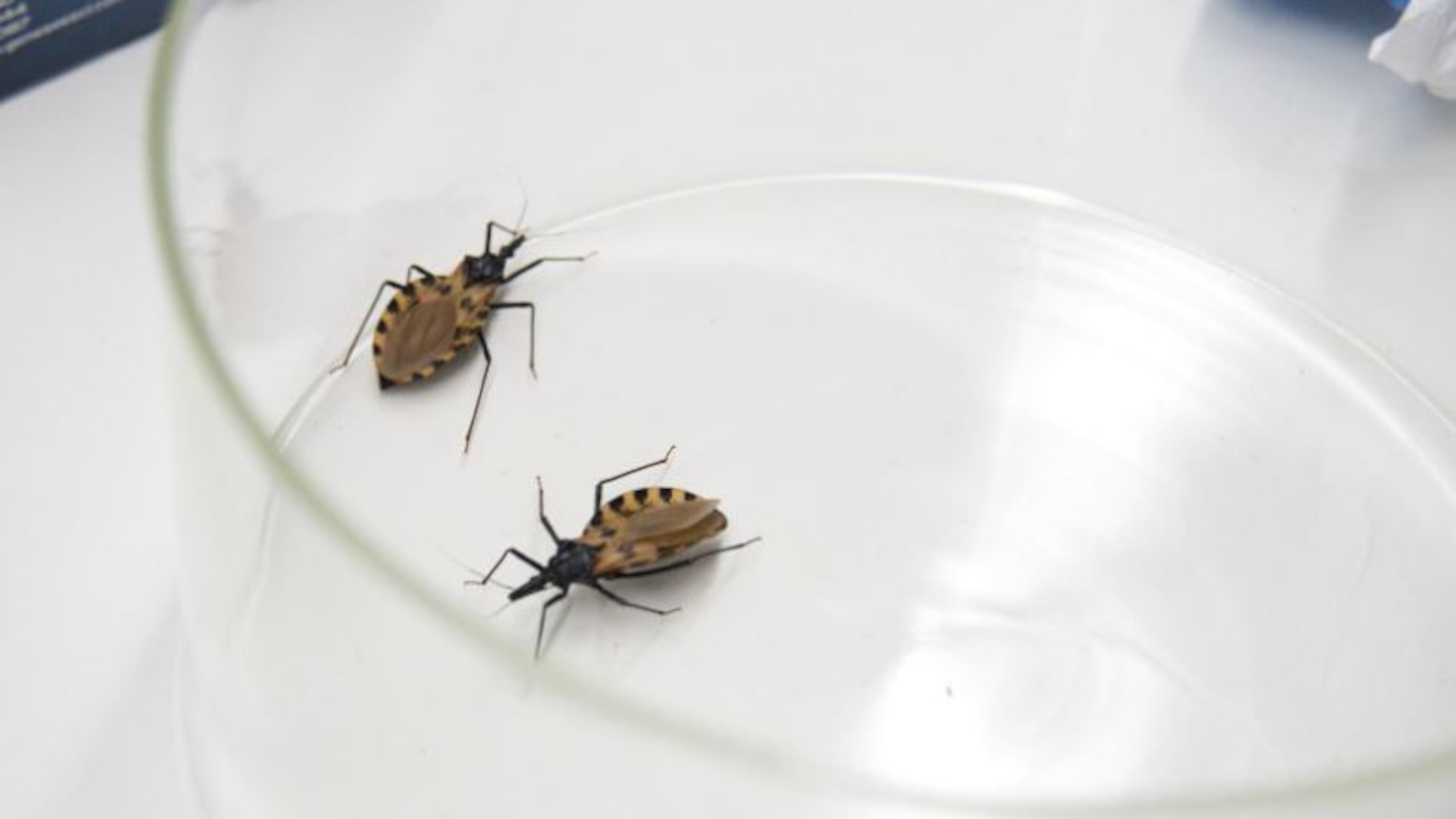 Triatomine bugs, known as "kissing bugs"