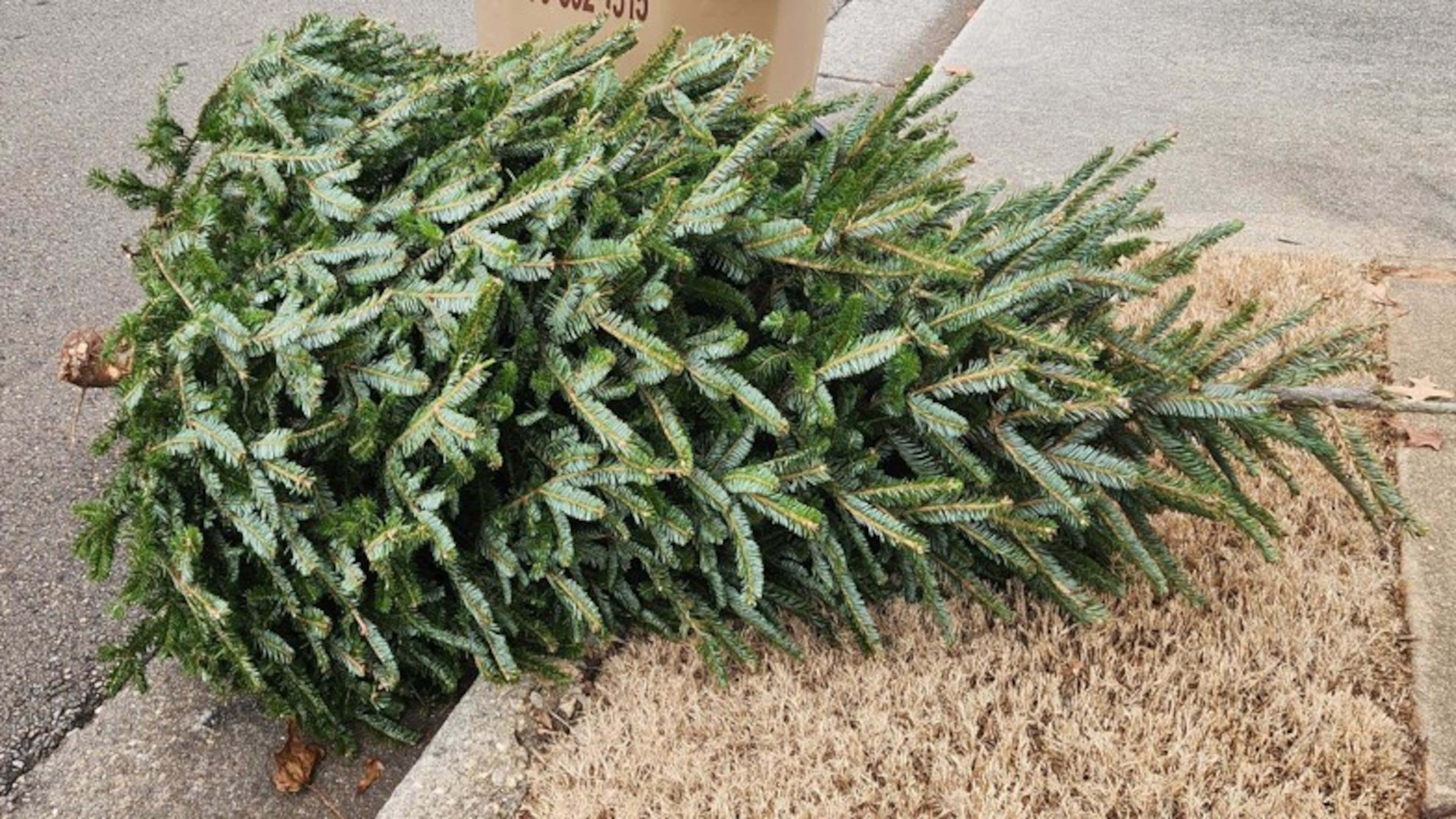Metro Atlanta residents have multiple ways to recycle or discard their Christmas trees. (AJC staff photo)