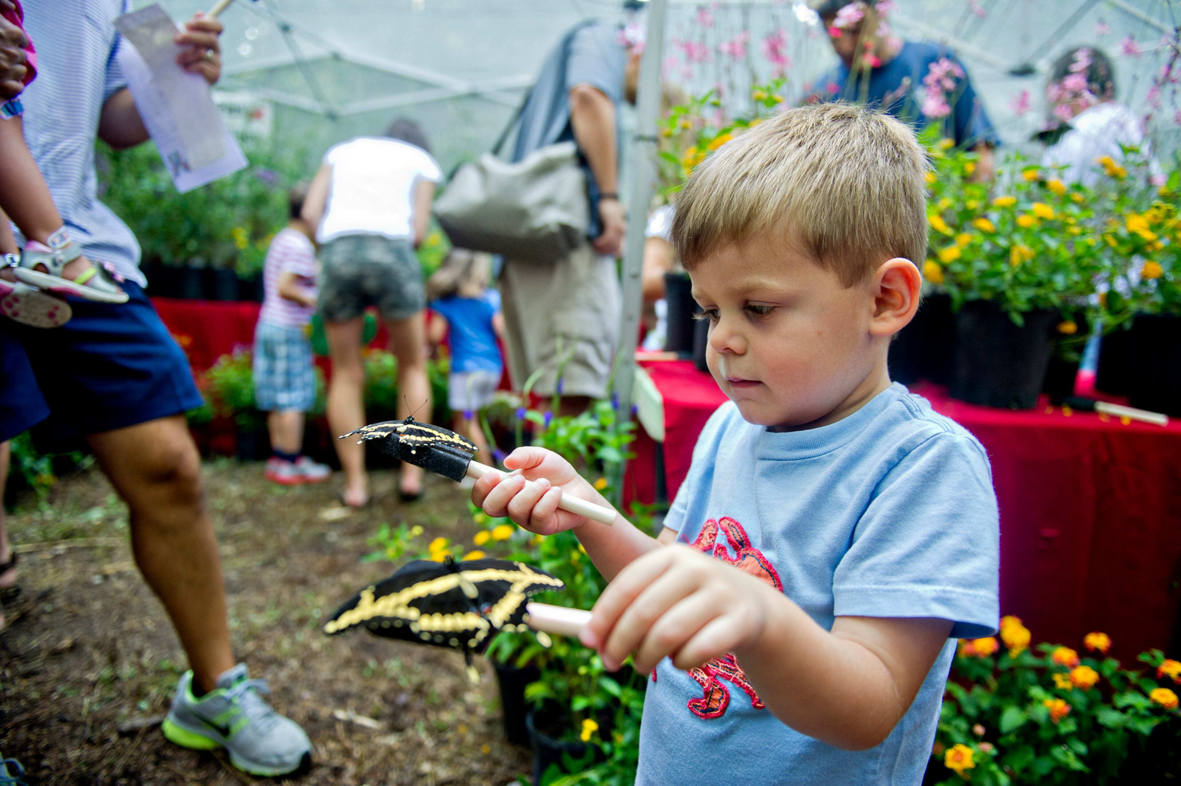 Hampton Hene holds a butterfly in each of his hands during the Butterfly Festival at the Dunwoody Nature Center on Saturday, August 16, 2014. Hundreds of butterflies filled two tents during the event which also featured birds of prey, children's activities and food.
