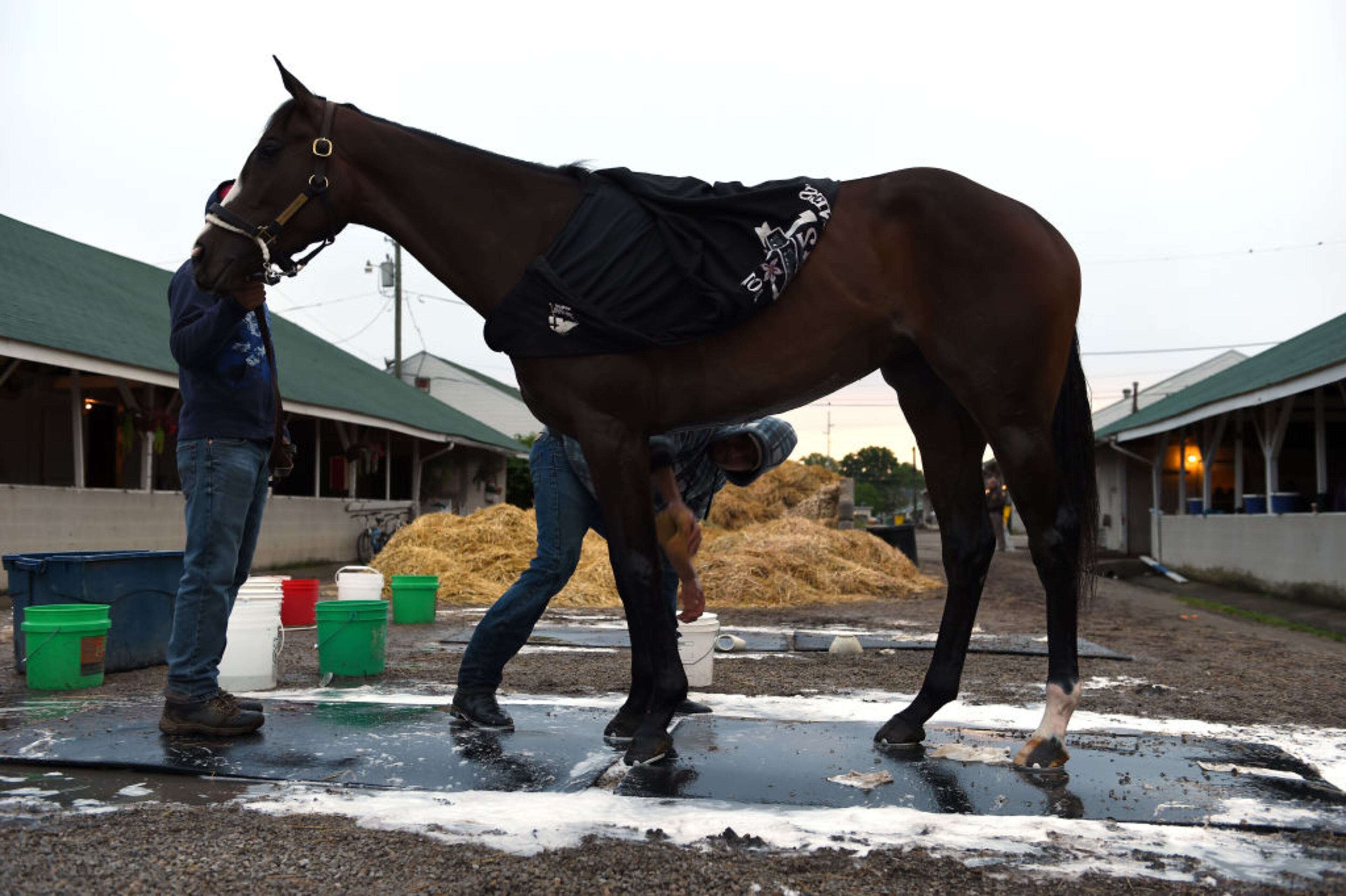 LOUISVILLE, KY - MAY 06: A horse is washed in the barn area prior to the 143rd running of the Kentucky Derby at Churchill Downs on May 6, 2017 in Louisville, Kentucky. (Photo by Bobby Ellis/Getty Images)