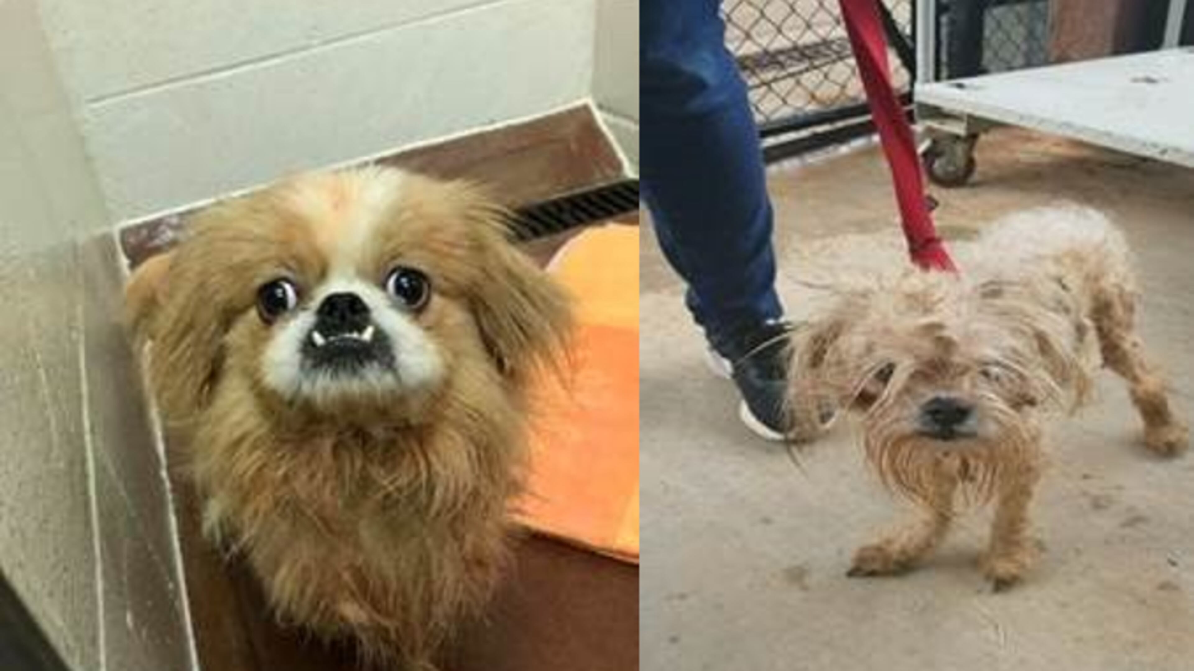 Two dogs were abandoned on the side of a Henry County road.